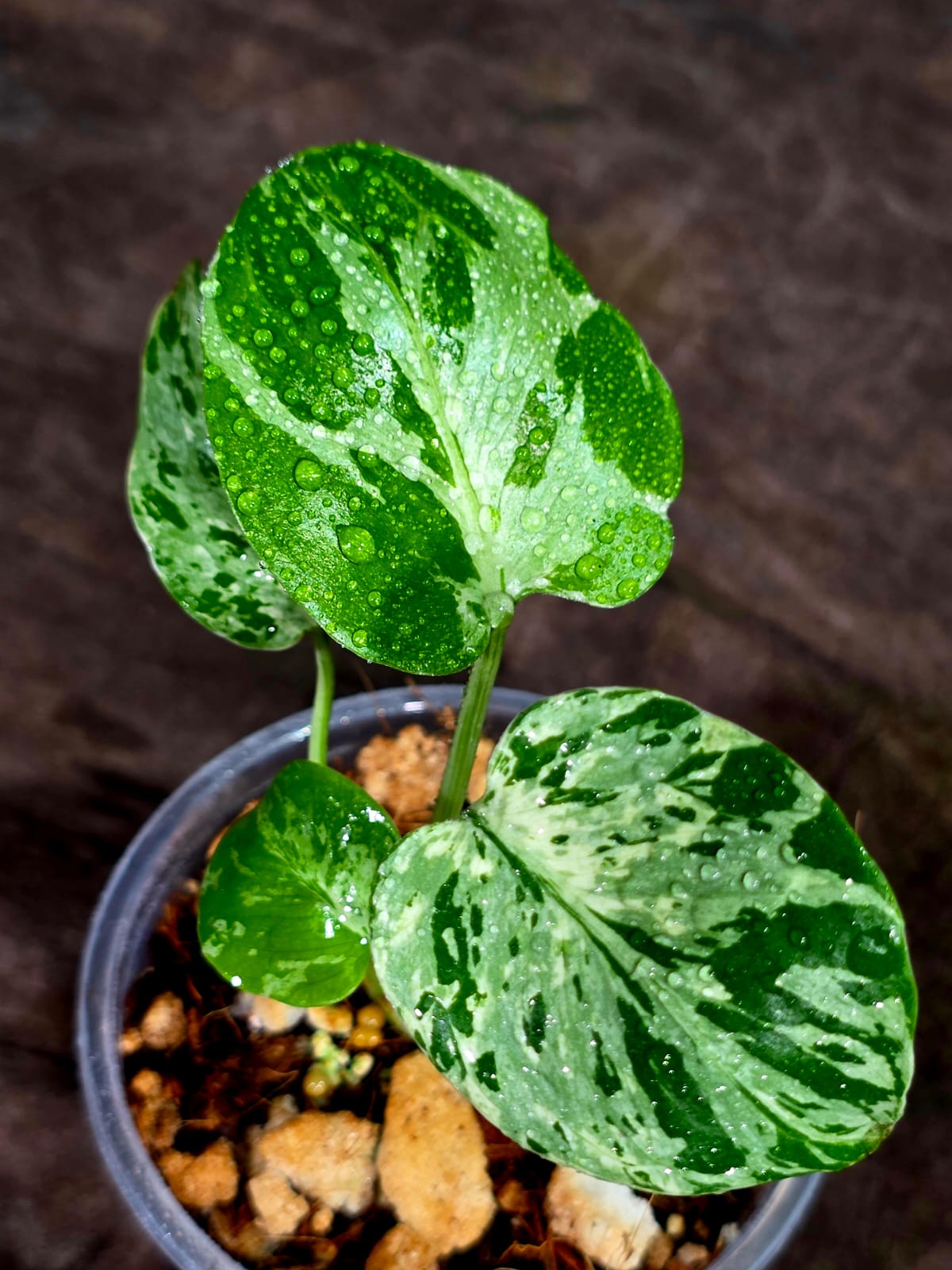 Monstera Bulbasaur Variegated - Mint Green Exact Plant - (Sep-8-21)