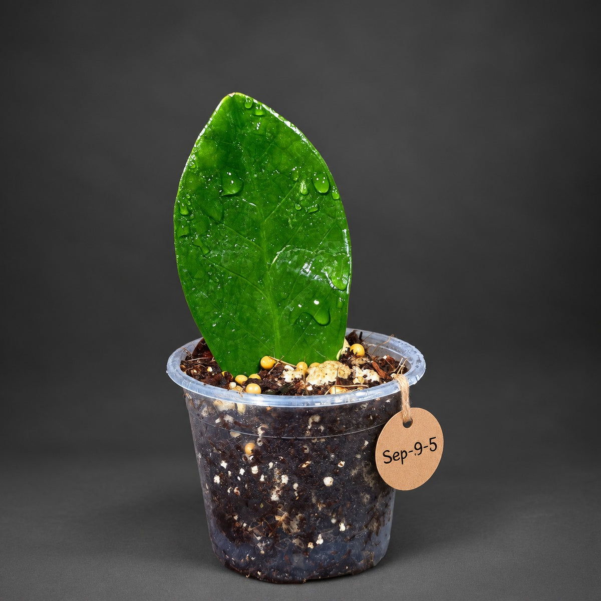 Variegated ZZ Gold - Zamioculcas Zamiifolia Gold EXACT Plant