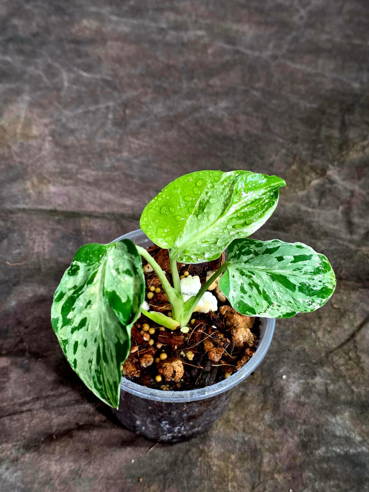Monstera Bulbasaur Variegated - Mint Green Exact Plant - (Sep-8-14)