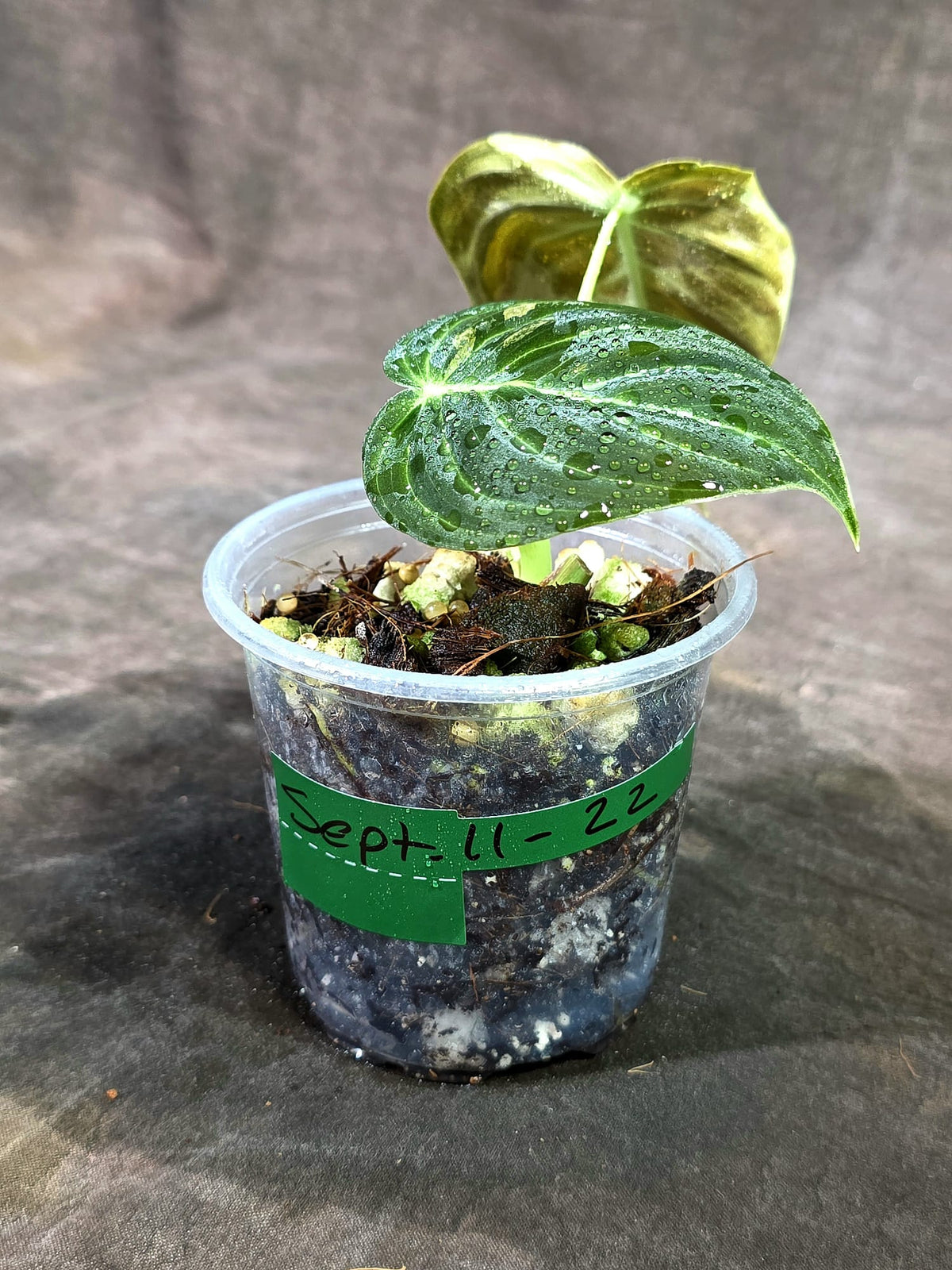 Philodendron Orange Melanochrysum Variegated - (Sep-11-22)