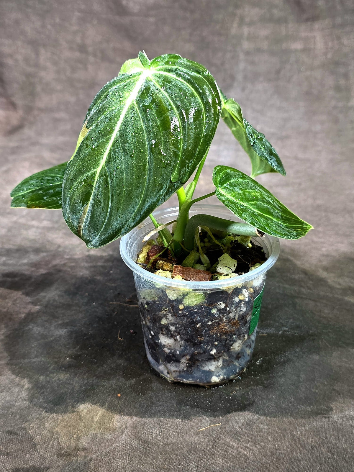 Variegated Philodendron Melanochrysum Live Plant (Sep-11-23)