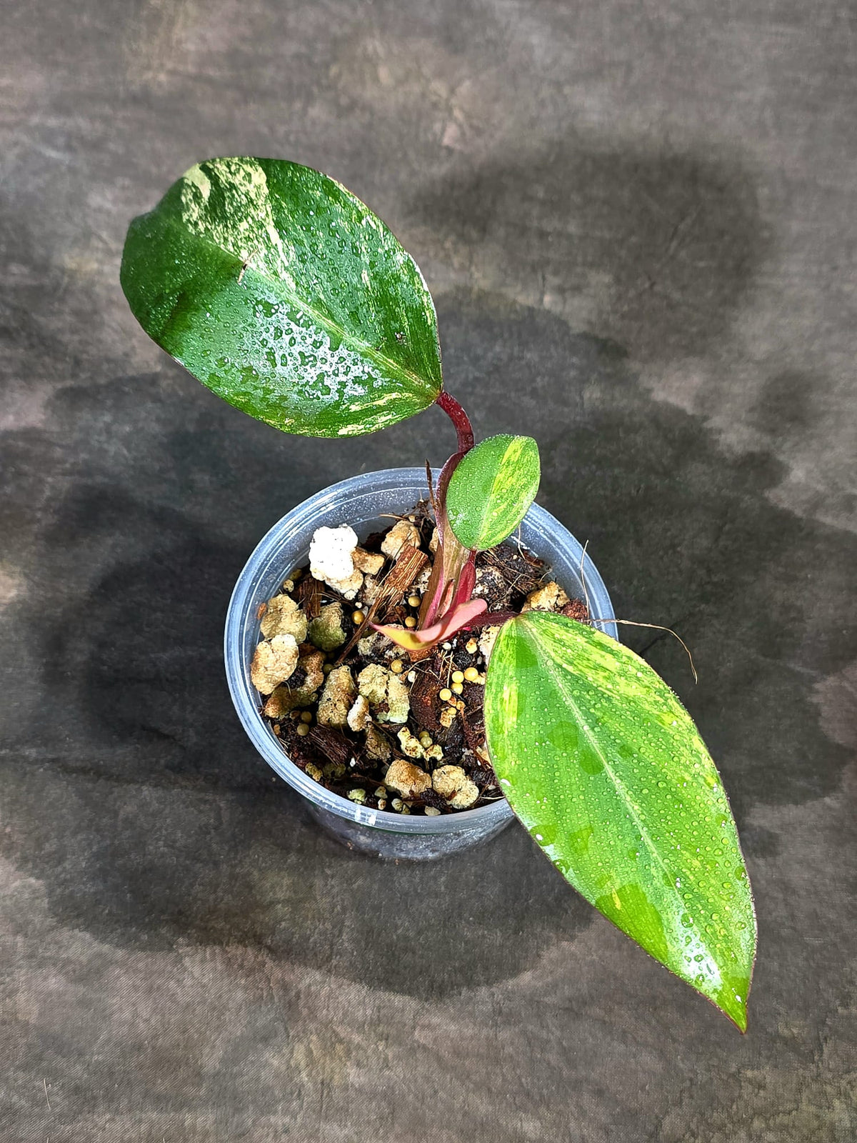 Rare Philodendron Strawberry Shake Variegated (Sep-11-30)