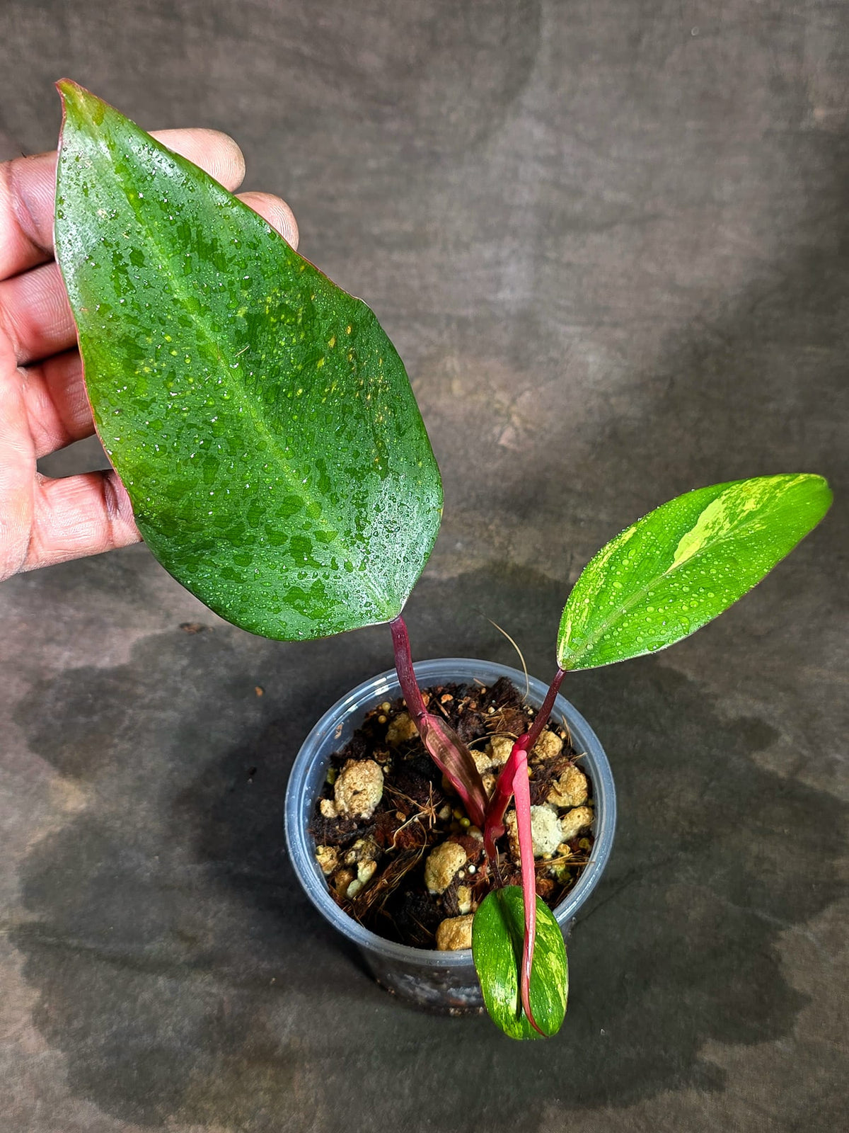 Rare Philodendron Strawberry Shake Variegated (Sep-11-33)