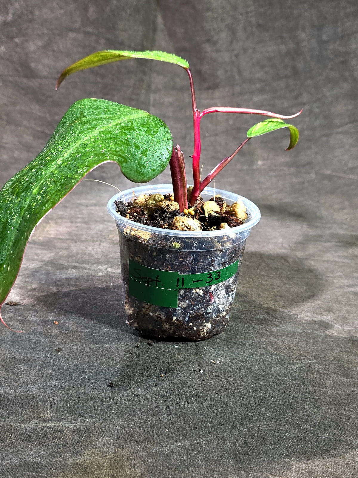 Rare Philodendron Strawberry Shake Variegated (Sep-11-33)