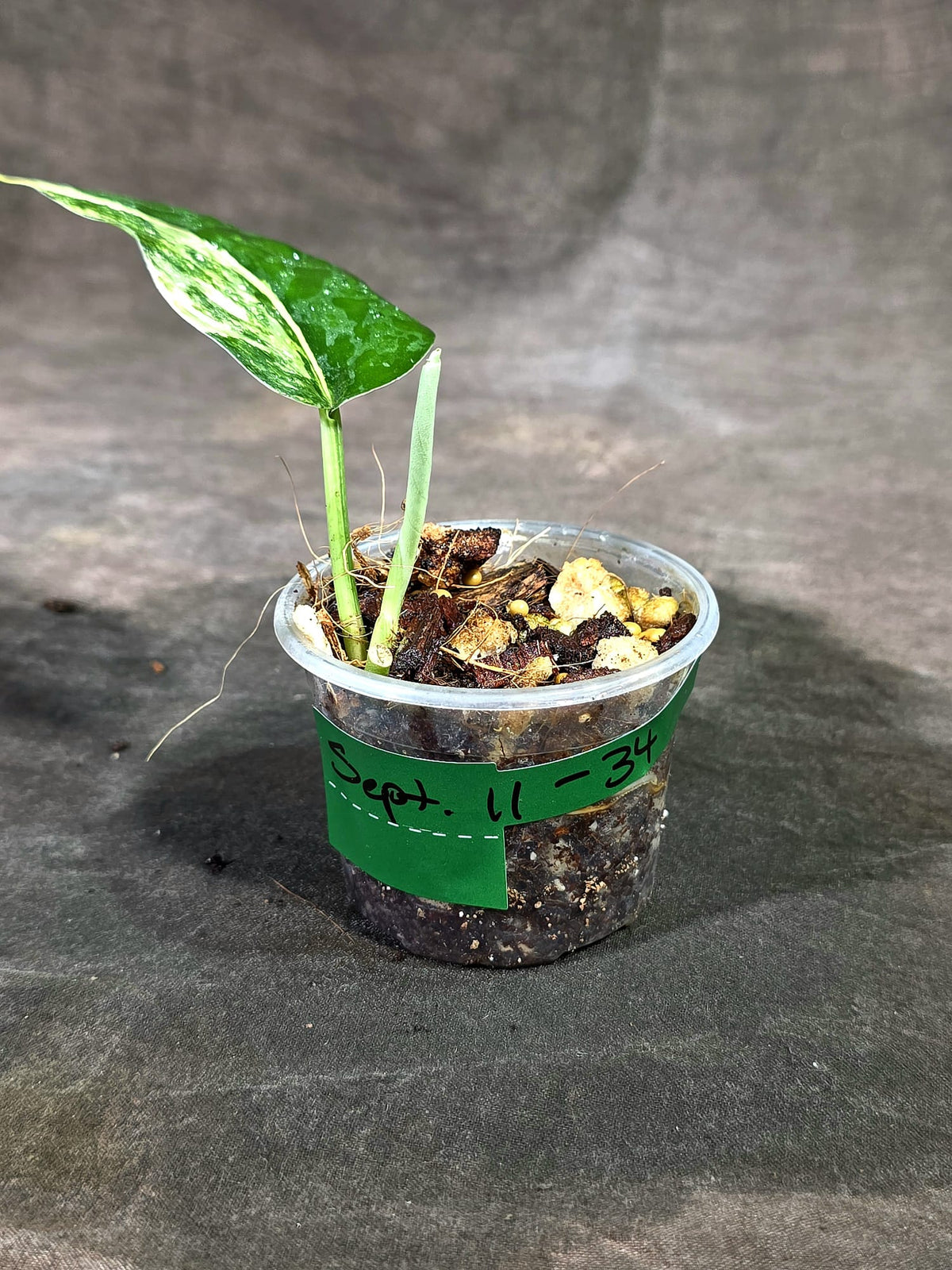 Scindapsus Jade Satin Variegated - Yellow Variegation - (Sep-11-34)