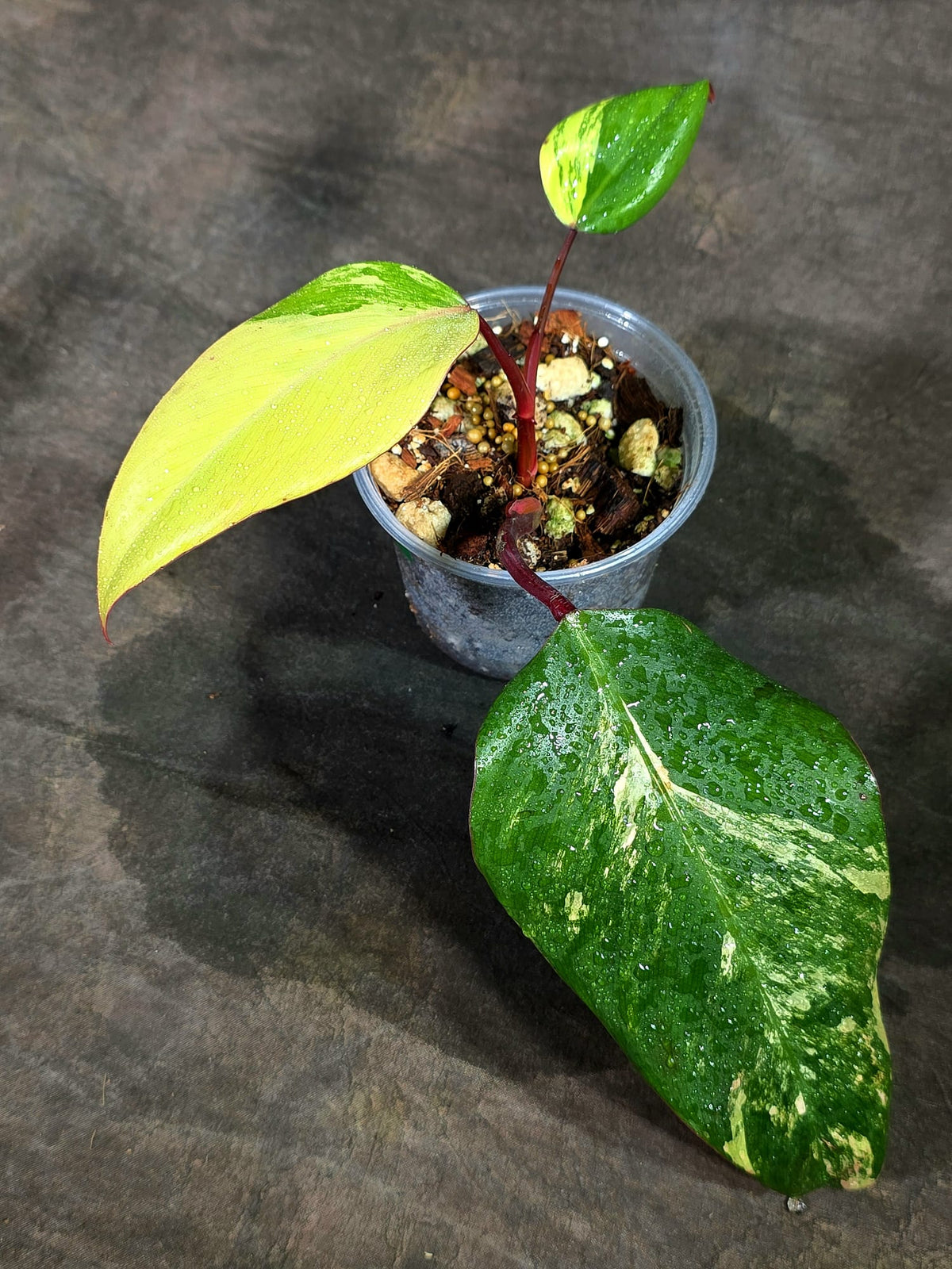 Rare Philodendron Strawberry Shake Variegated (Sep-11-35)