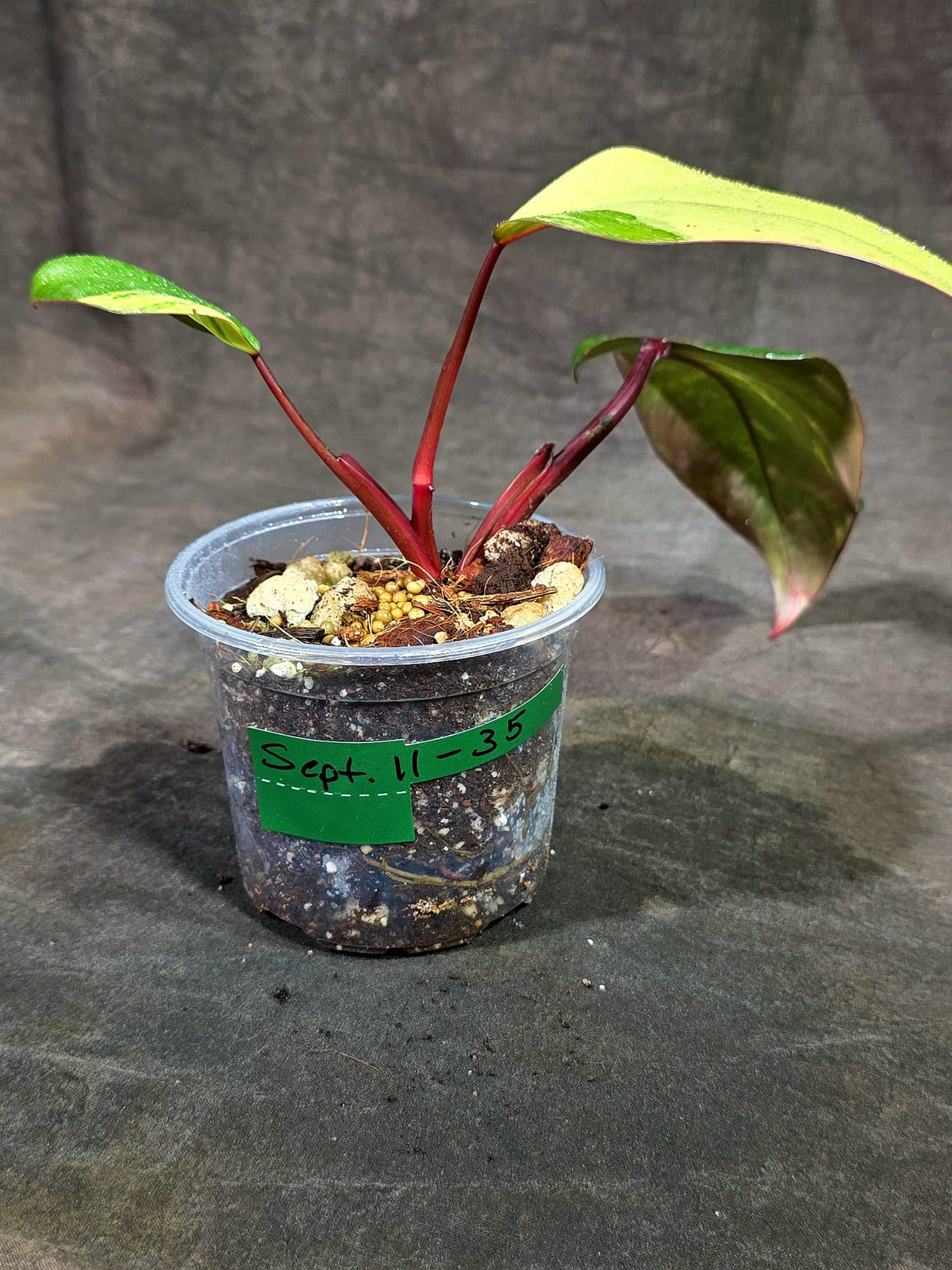 Rare Philodendron Strawberry Shake Variegated (Sep-11-35)