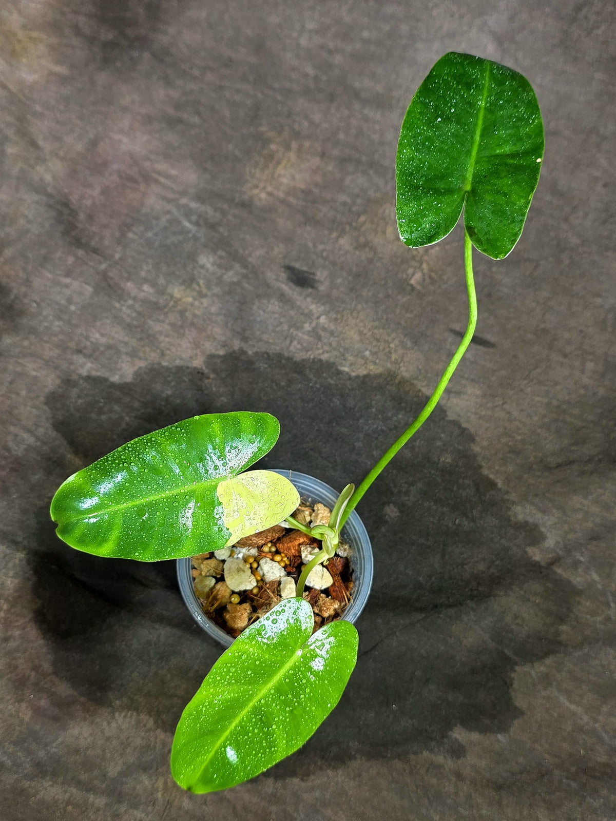 Variegated Burle Marx Philodendron - Rare Aroid - US Seller (Sep-11-39)