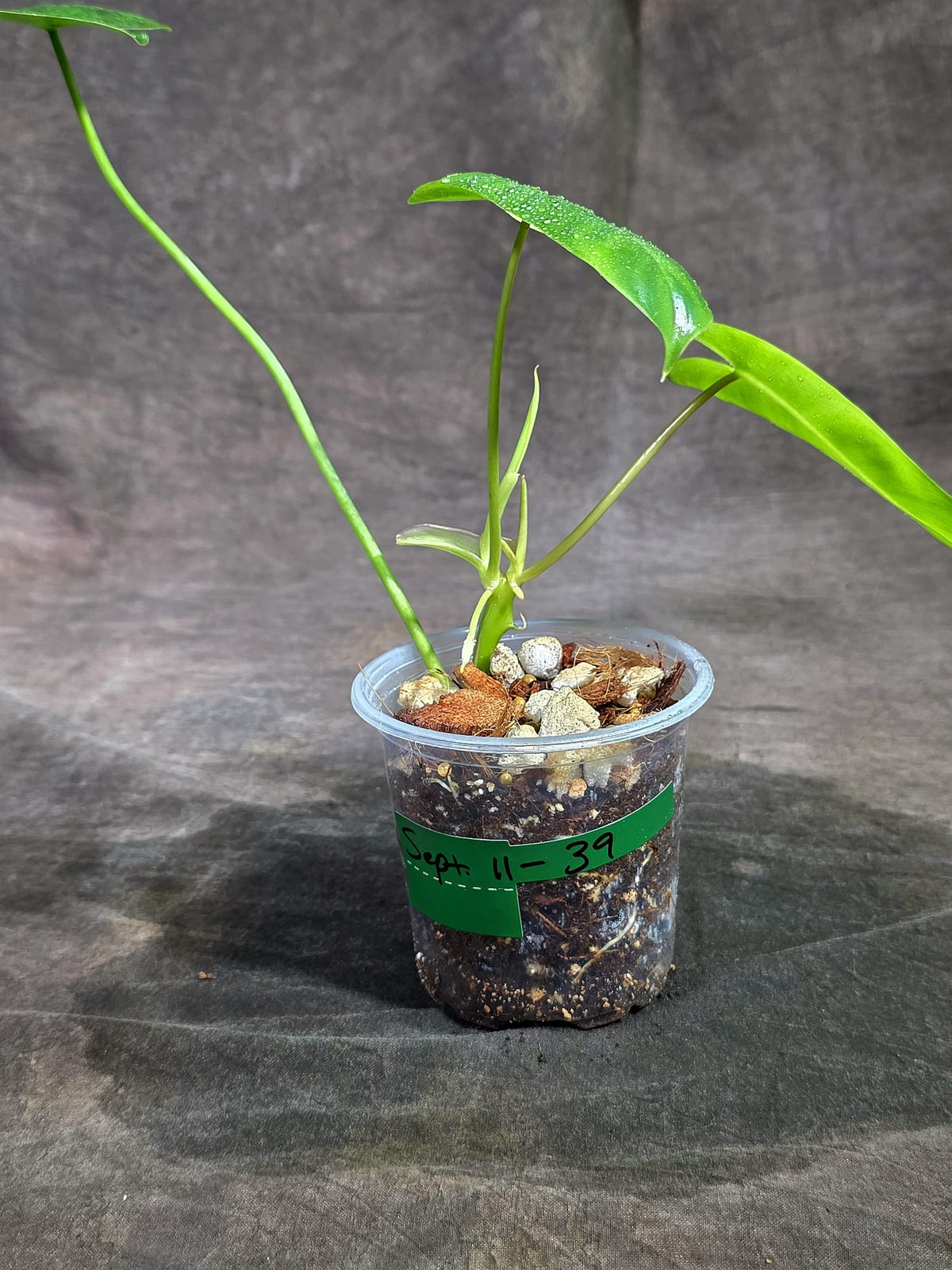 Variegated Burle Marx Philodendron - Rare Aroid - US Seller (Sep-11-39)