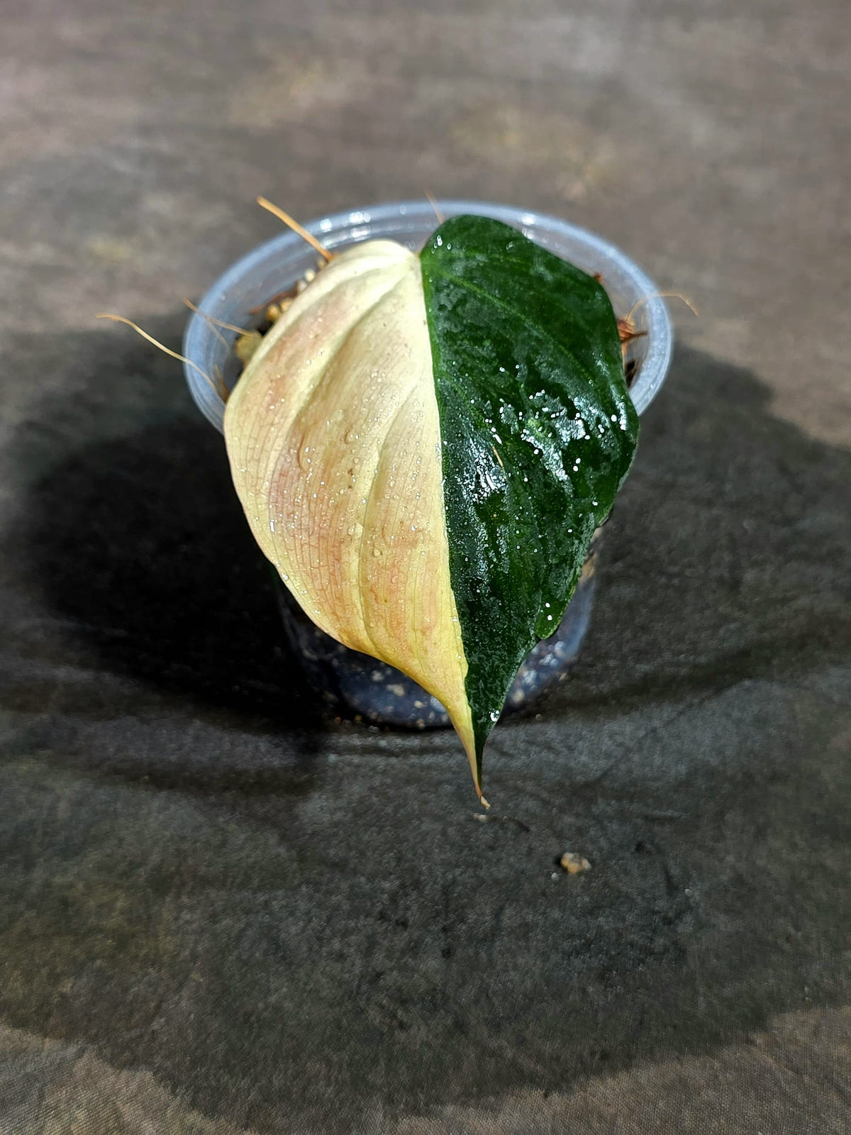 Variegated Philodendron Mican Aurea - (Sep-11-51)