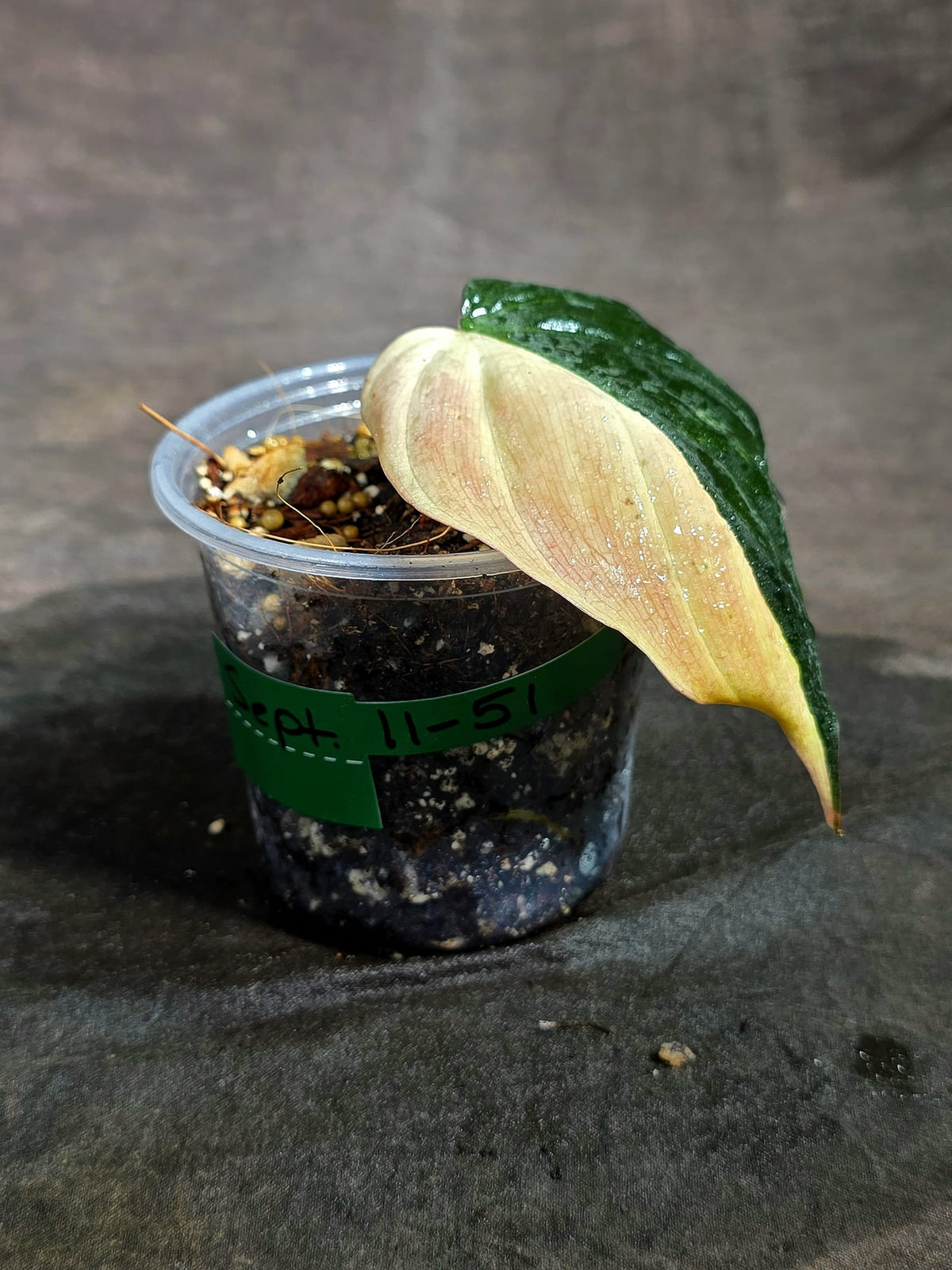 Variegated Philodendron Mican Aurea - (Sep-11-51)