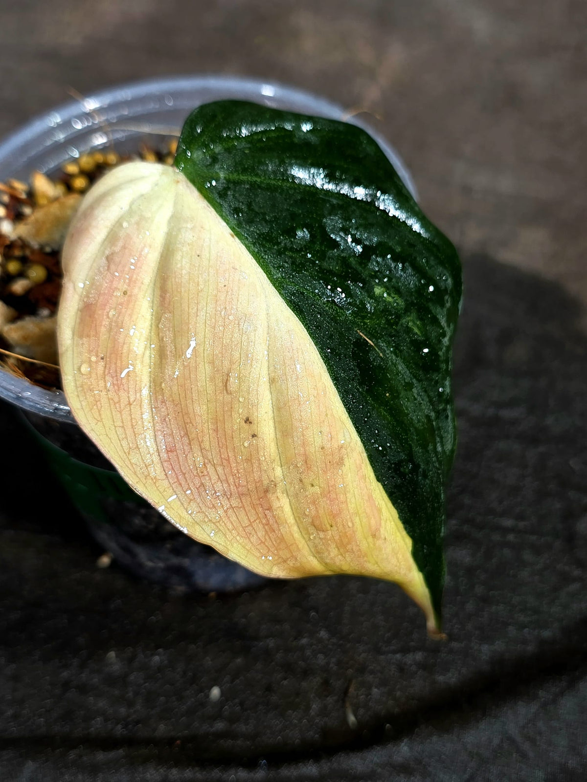 Variegated Philodendron Mican Aurea - (Sep-11-51)