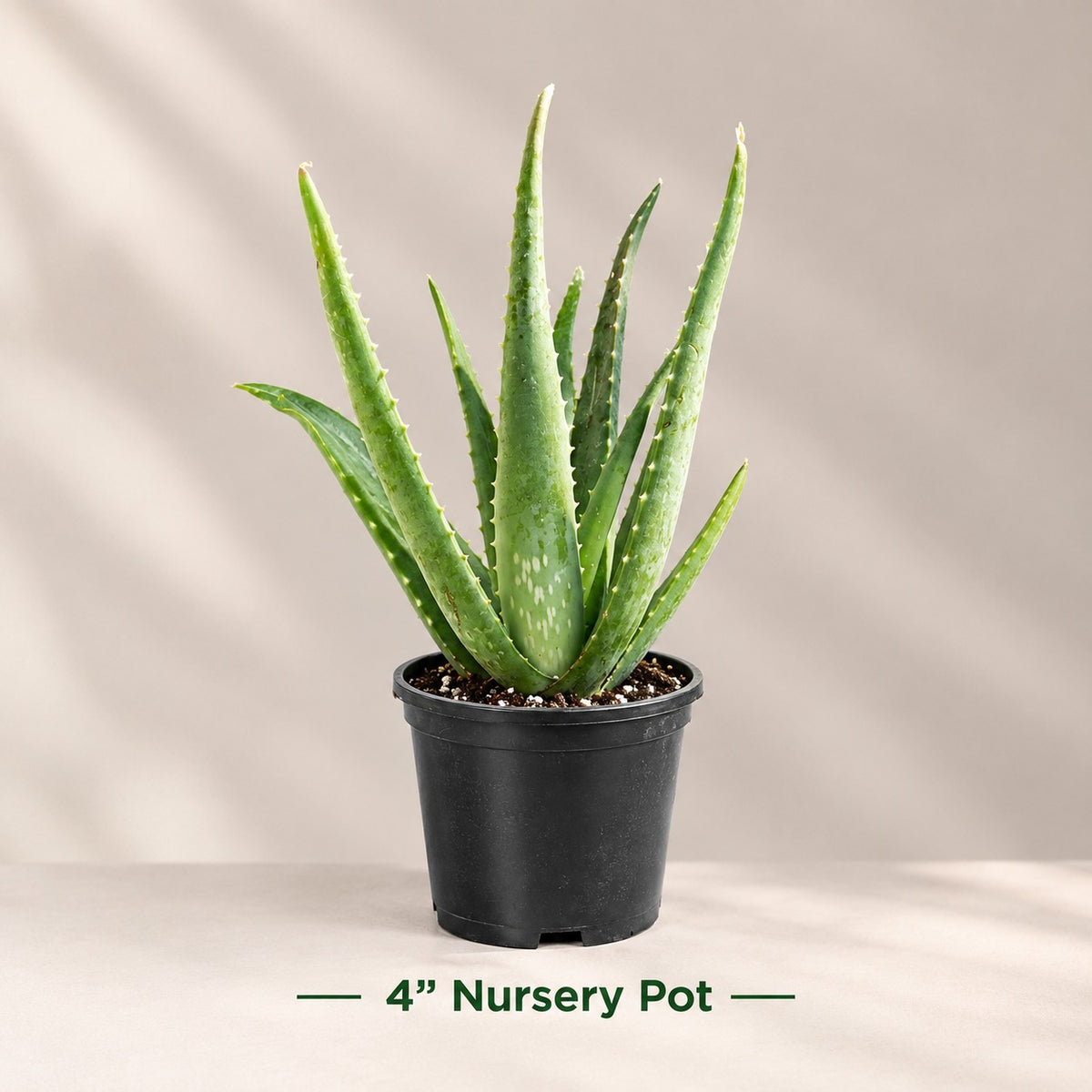Aloe Vera Live Plant in Terracotta Pot - 4" Potted Aloe Plant