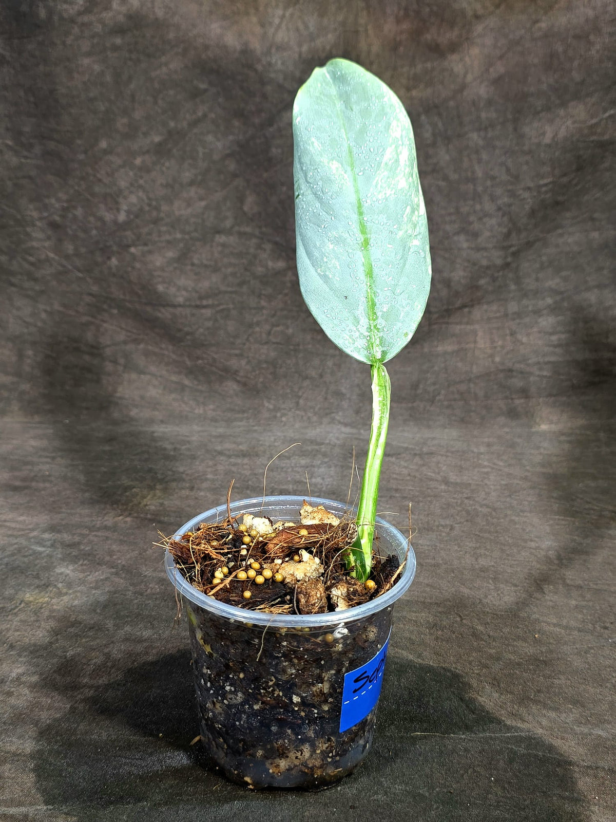 Variegated Silver sword Philodendron -(Sep-15-2)