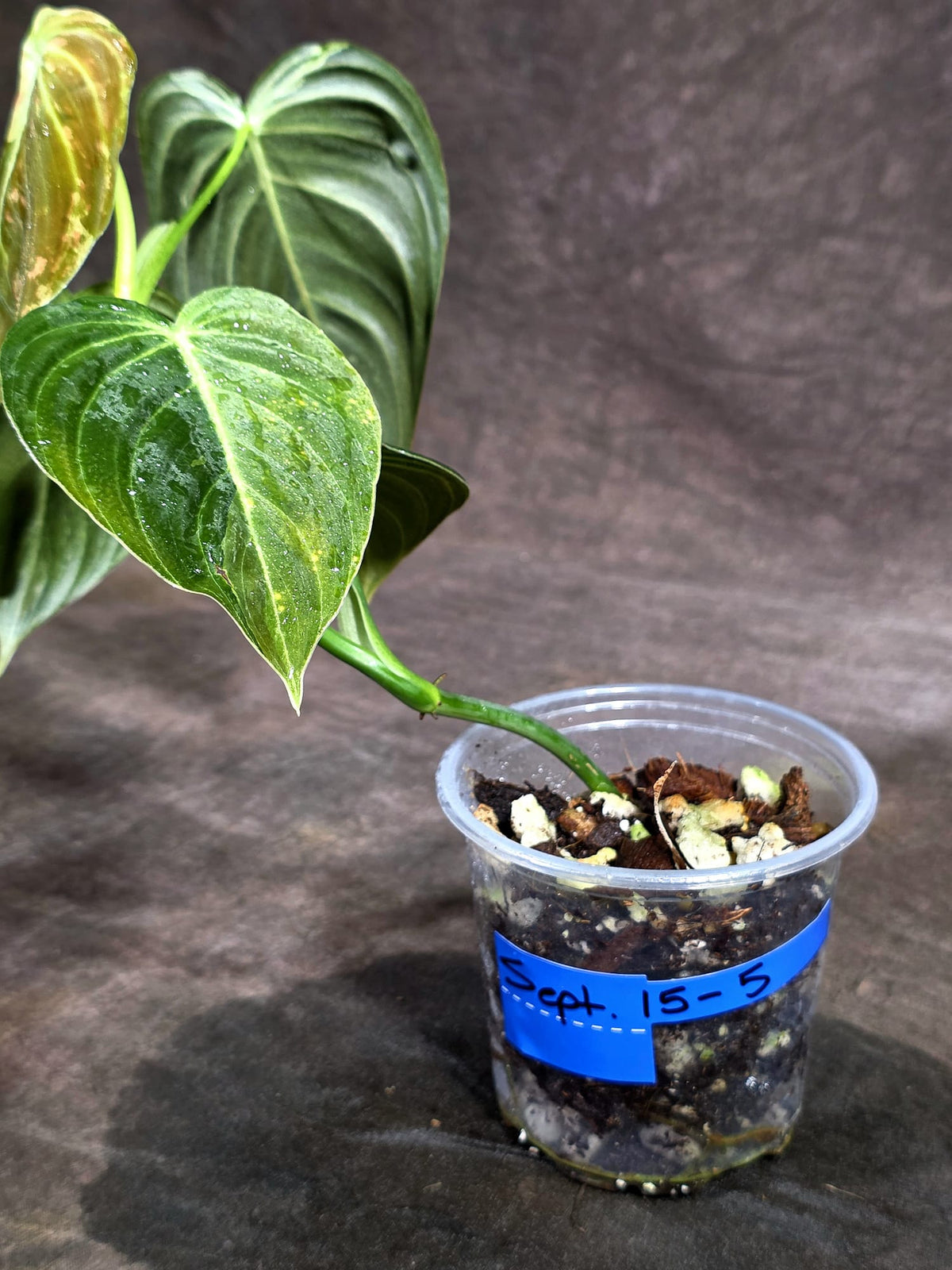 Variegated Philodendron Melanochrysum Live Plant (Sep-15-5)