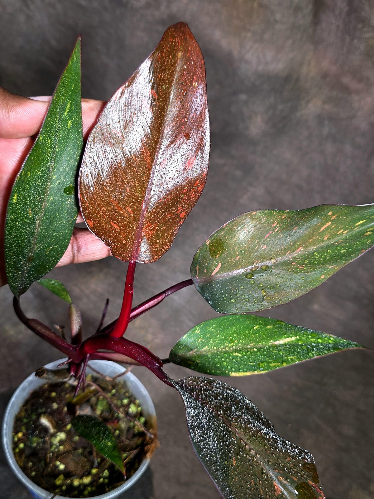 Philodendron Orange Princess - Rare Collector Plant (Sep-15-7)