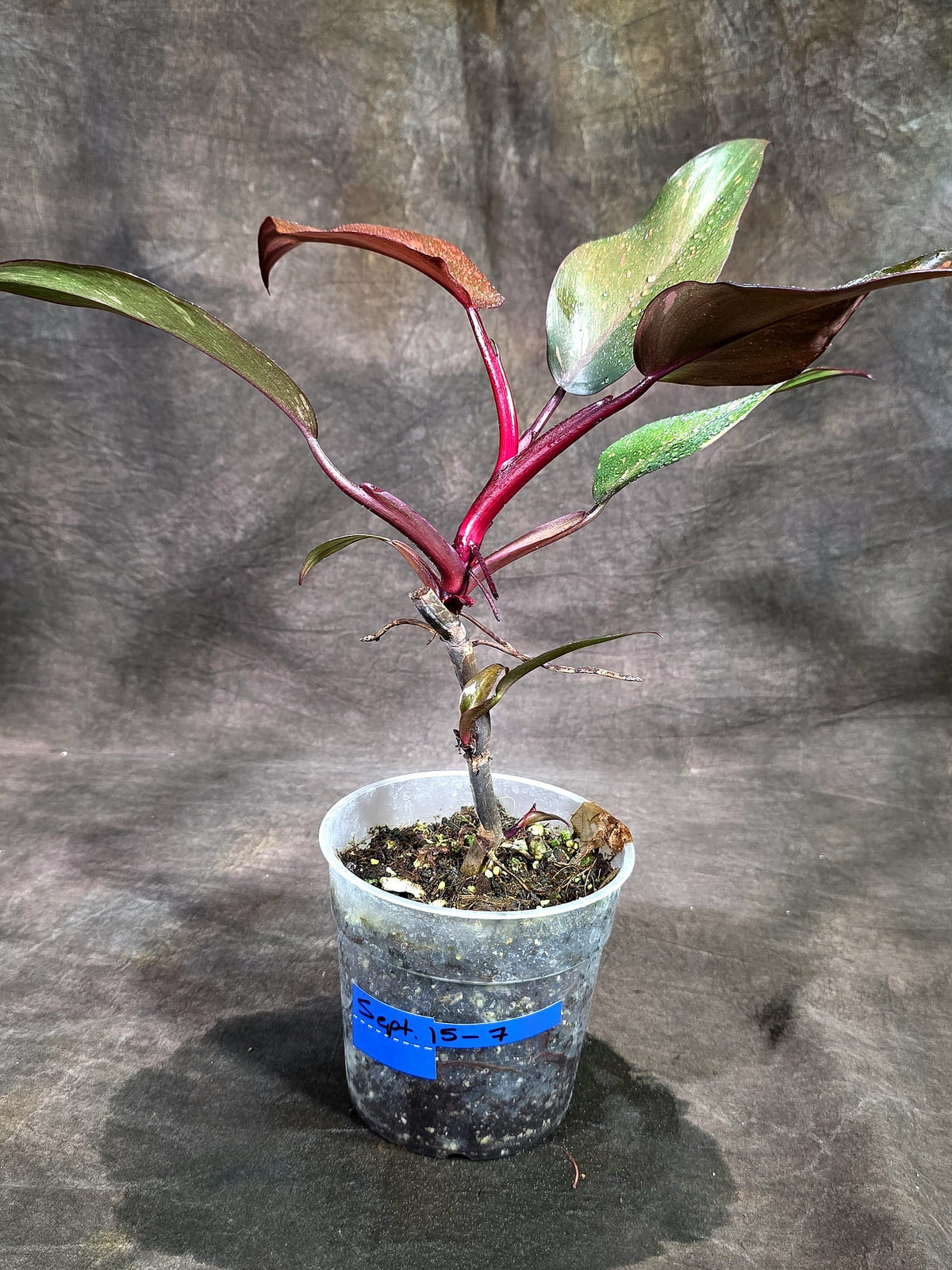 Philodendron Orange Princess - Rare Collector Plant (Sep-15-7)
