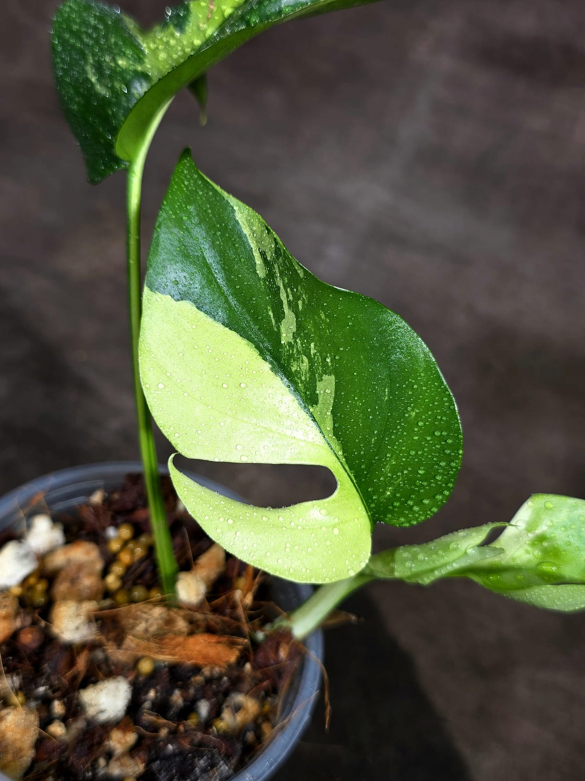 Variegated Rhaphidophora Tetrasperma Albo - (Sep-15-8)