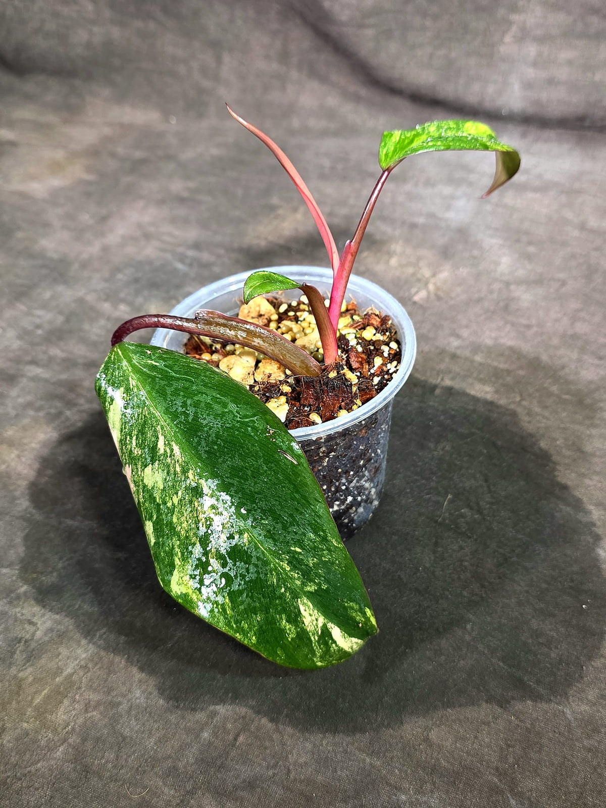 Rare Philodendron Strawberry Shake Variegated (Sep-15-15)