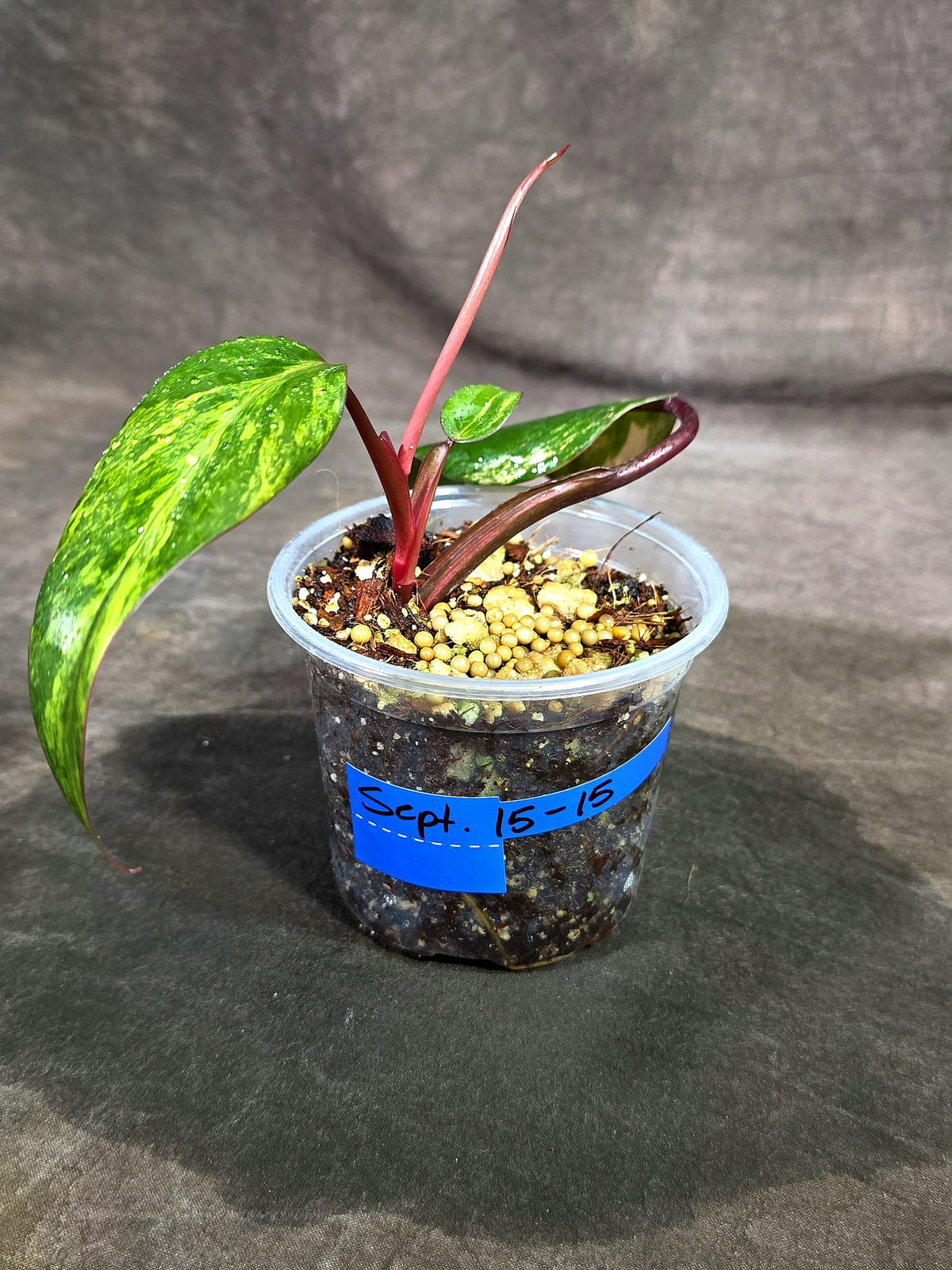 Rare Philodendron Strawberry Shake Variegated (Sep-15-15)