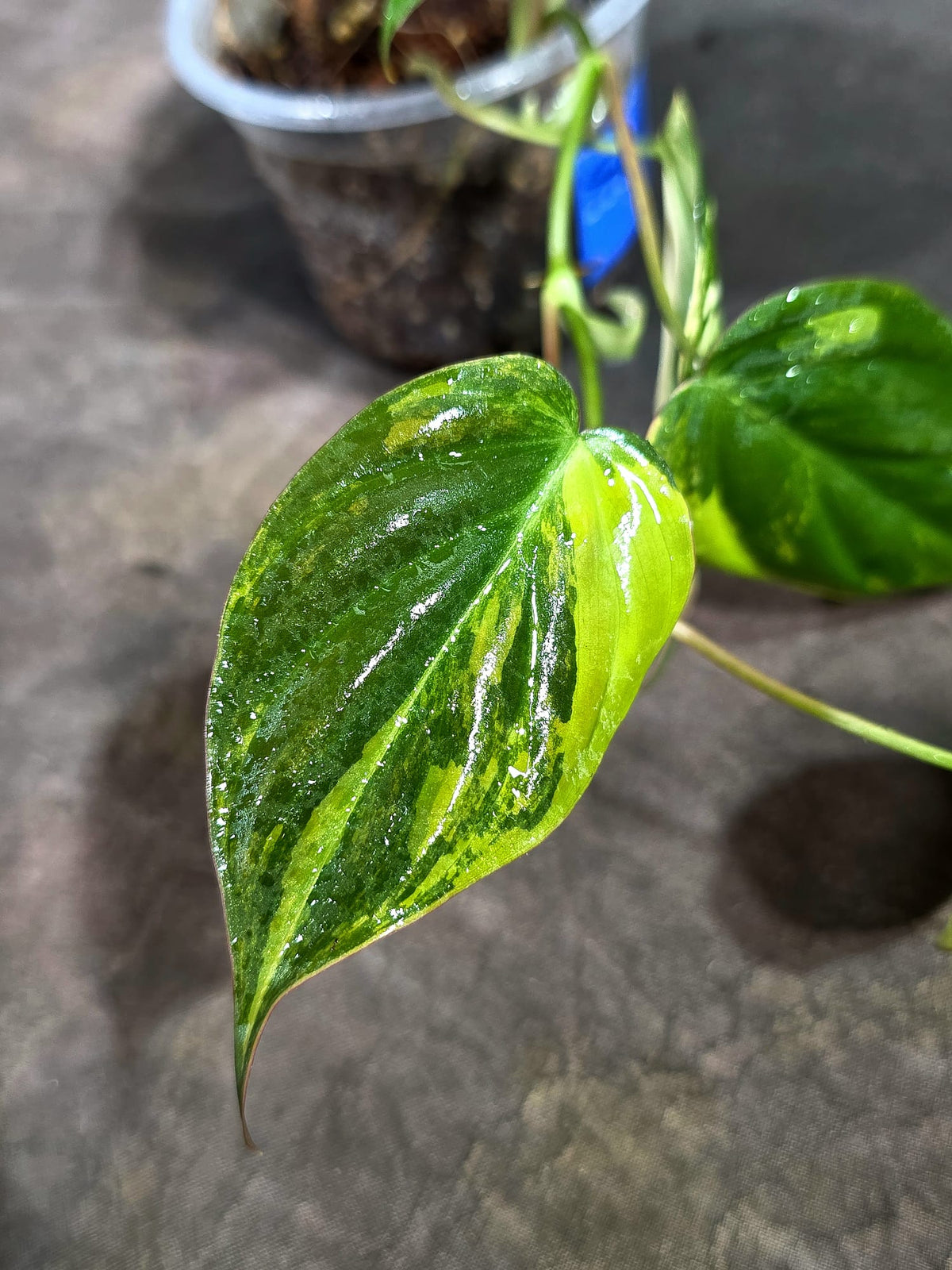 Variegated Philodendron Mican Aurea - (Sep-15-16)