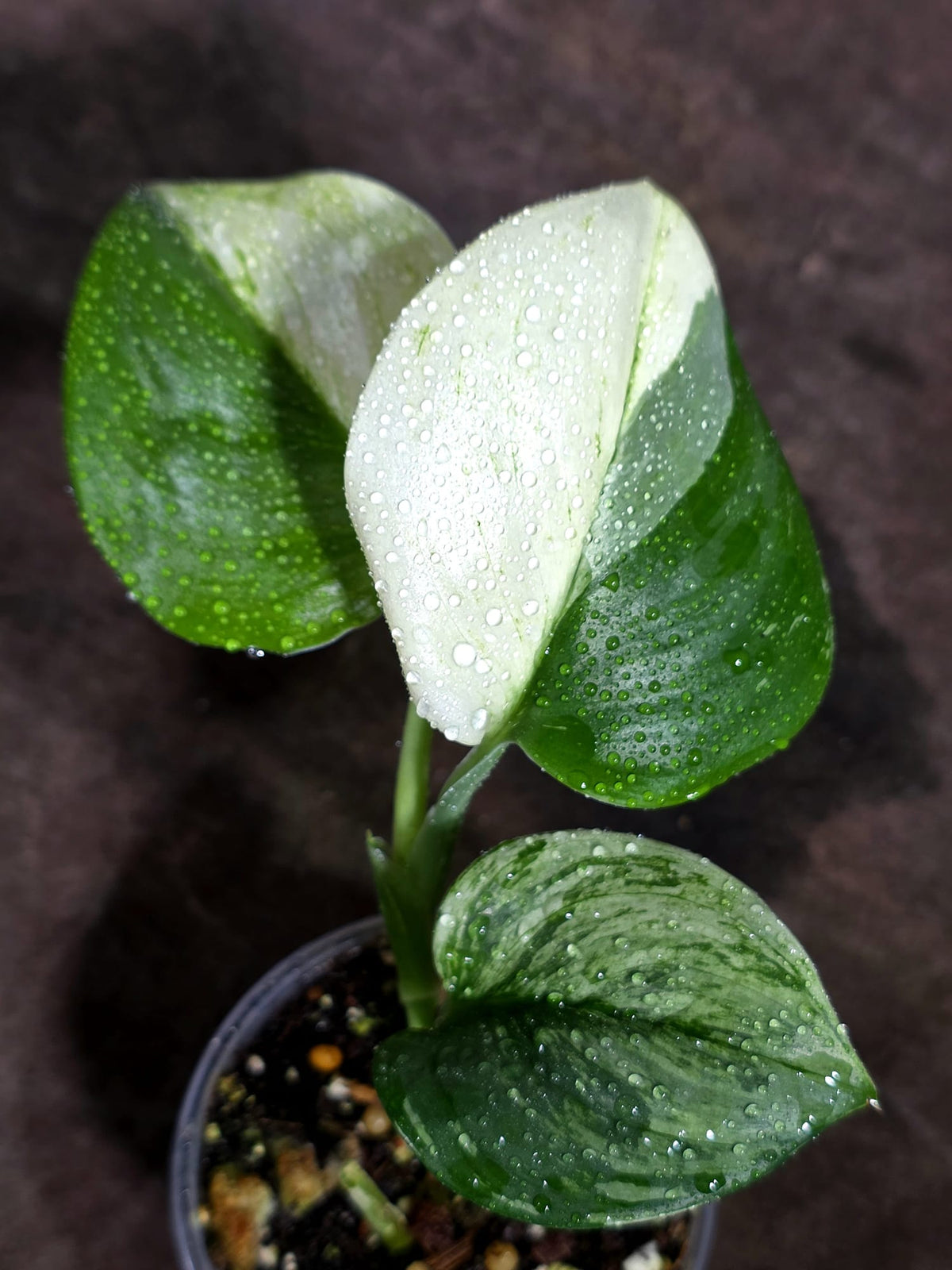Scindapsus Moonlight Treubii Albo Variegated Exact Plant - (Sep-18-19)