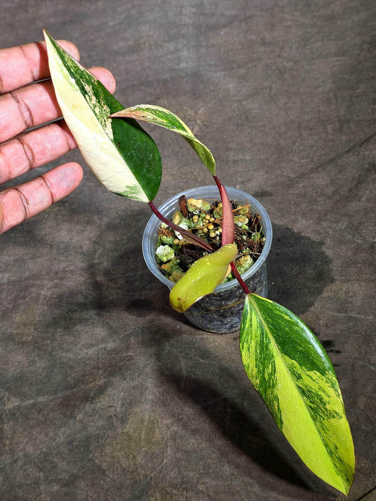 Philodendron Strawberry Shake Variegated Exact Plant - (Sep-18-21)