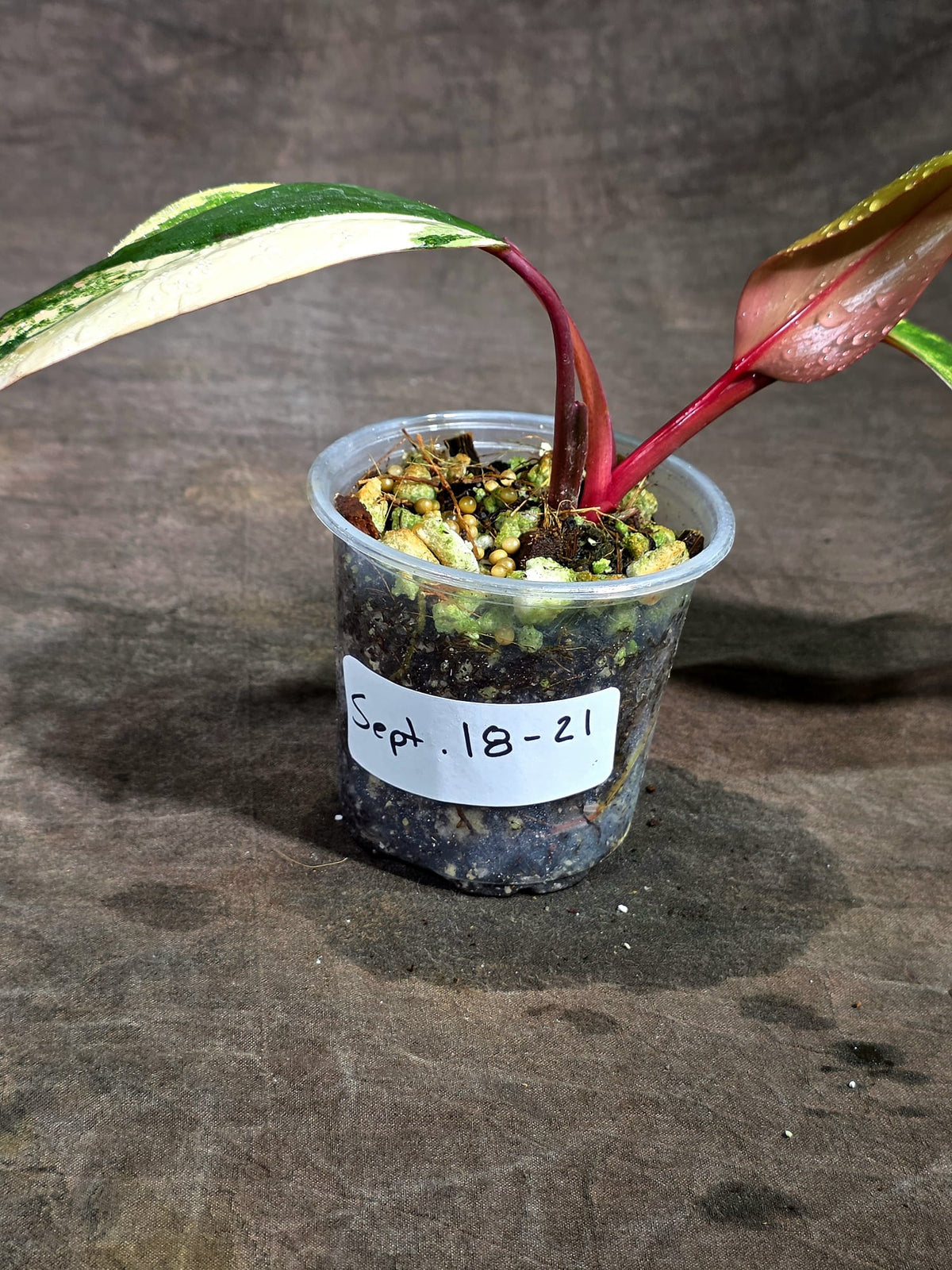 Philodendron Strawberry Shake Variegated Exact Plant - (Sep-18-21)