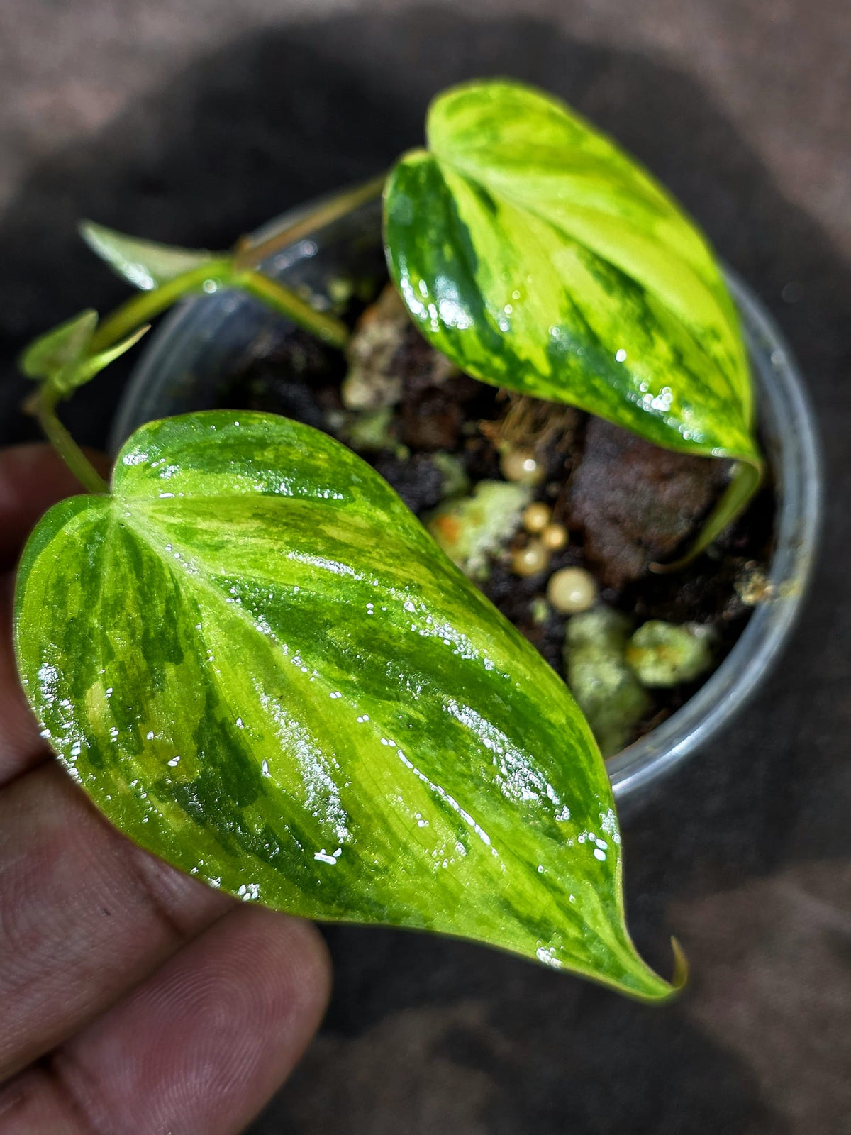 Variegated Philodendron Mican Aurea Exact Plant - (Sep-18-24)