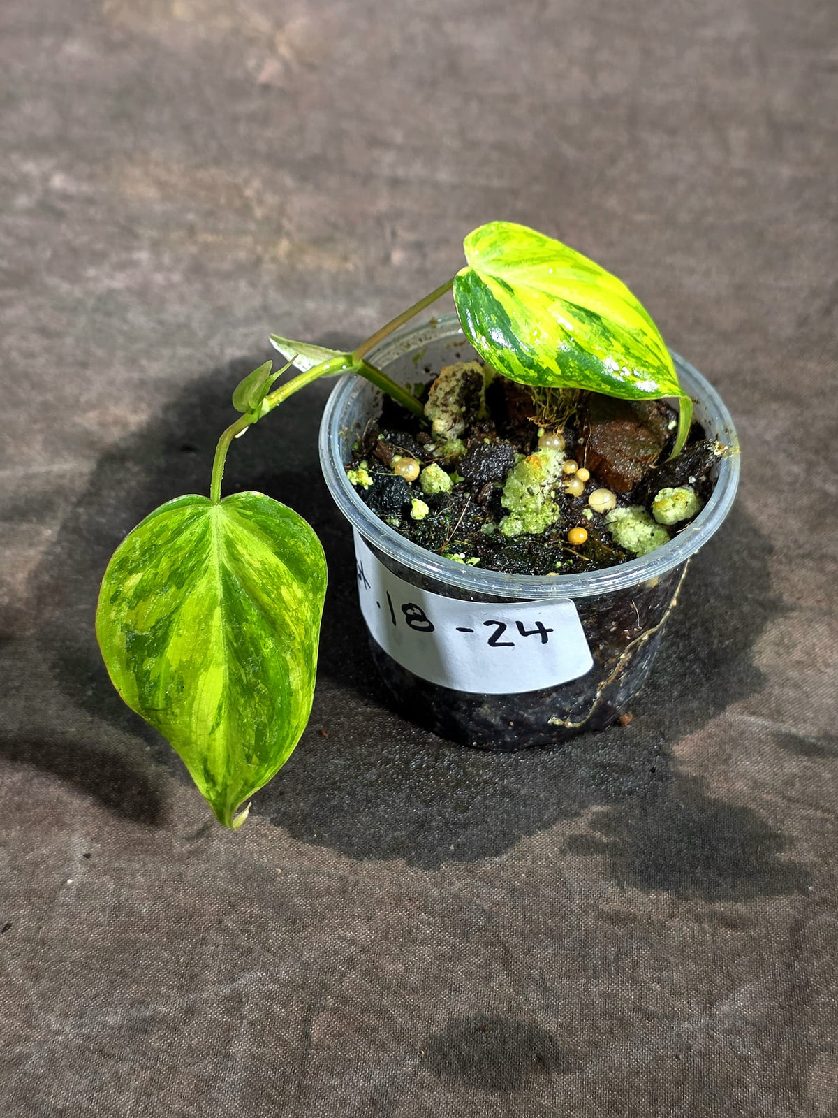 Variegated Philodendron Mican Aurea Exact Plant - (Sep-18-24)