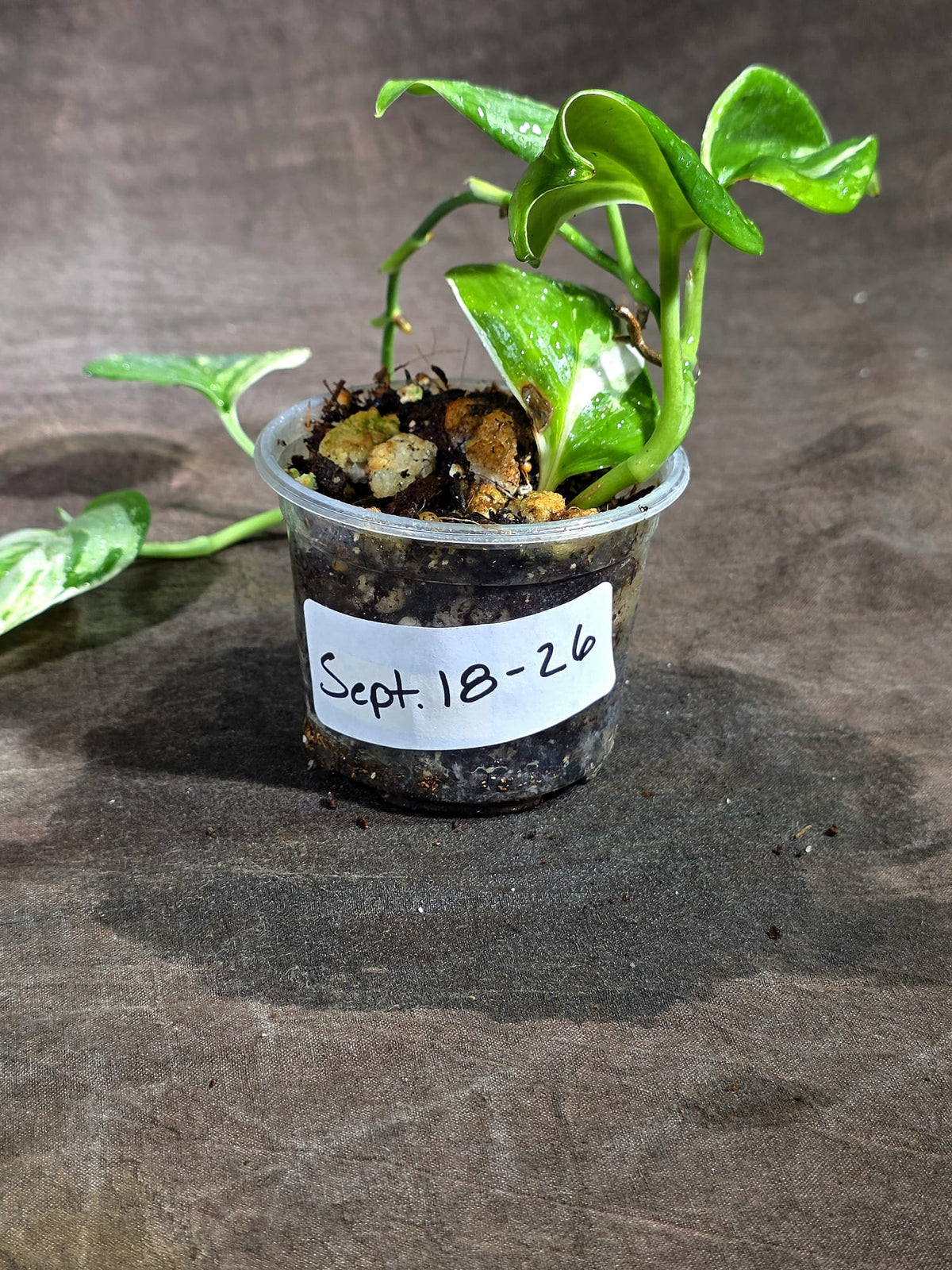 Variegated Trebuii Moonlight Scindapsus in a Nursery Pot (Sep-18-26)