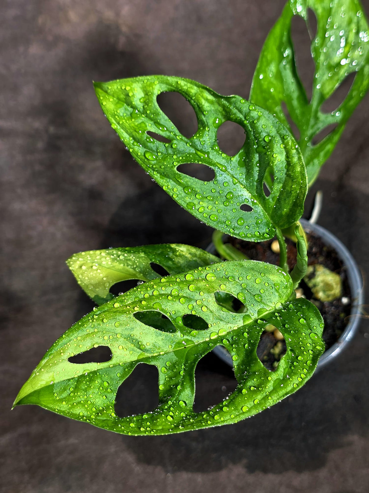 Monstera Adansonii Aurea Variegated (Sep-18-28)