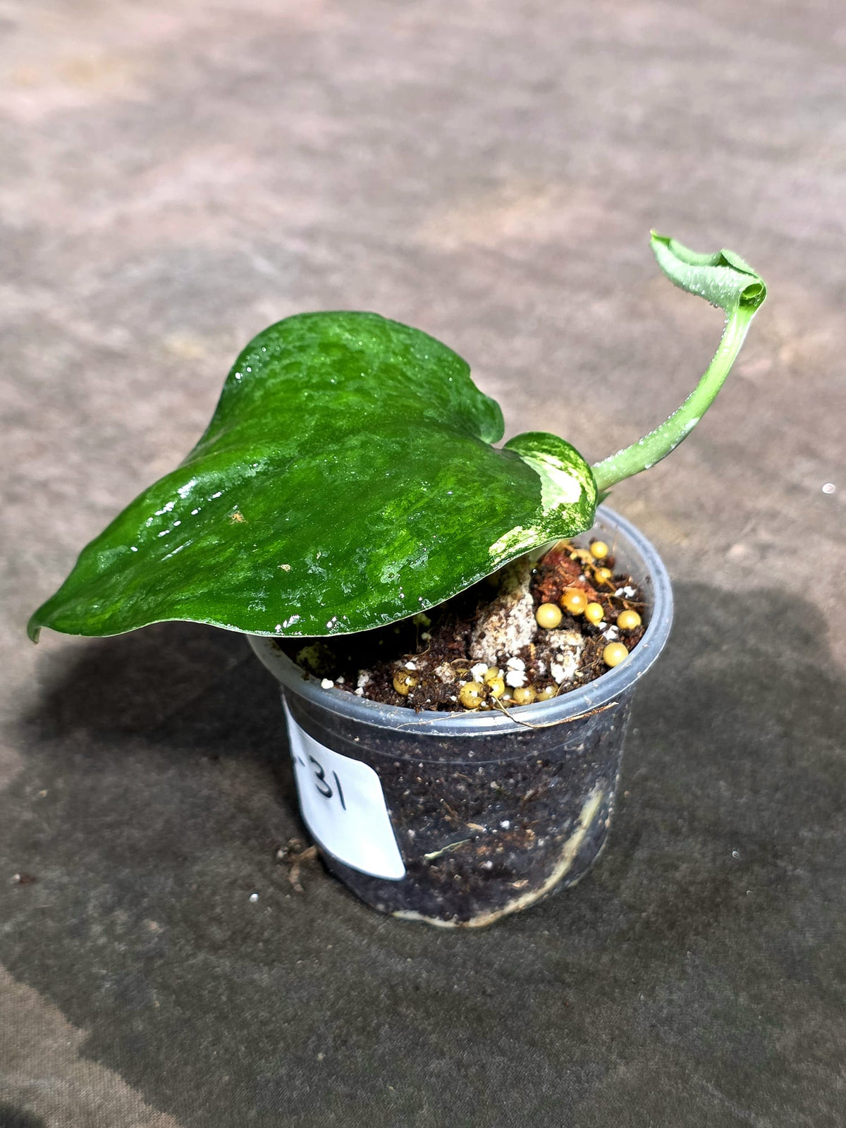 Scindapsus Jade Satin Variegated - Yellow Variegation - (Sep-18-31)