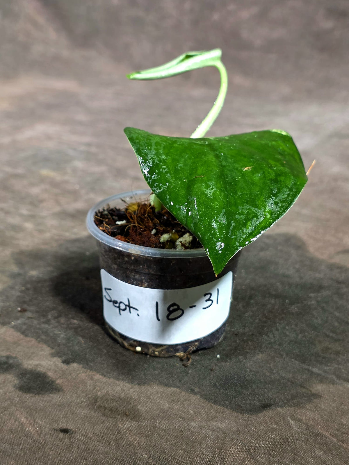 Scindapsus Jade Satin Variegated - Yellow Variegation - (Sep-18-31)