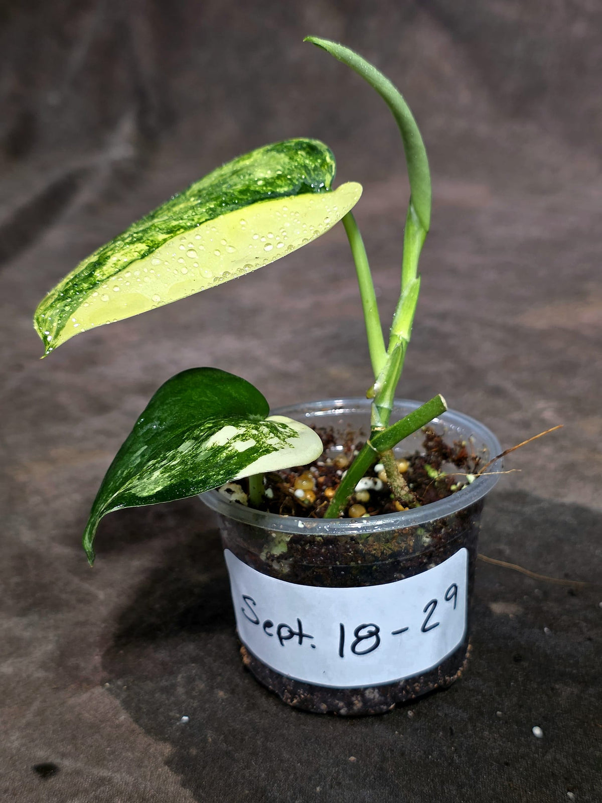Scindapsus Jade Satin Variegated - Yellow Variegation - (Sep-18-29)