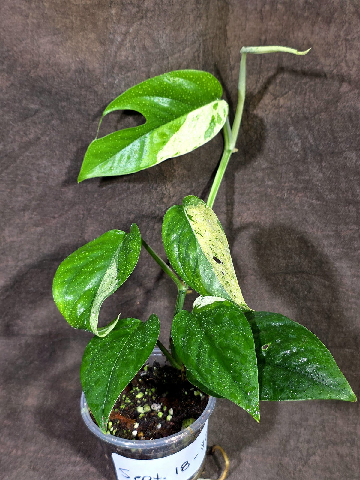 Epipremnum Pinnatum Albo Variegated - Climbing Aroid - (Sep-18-32)