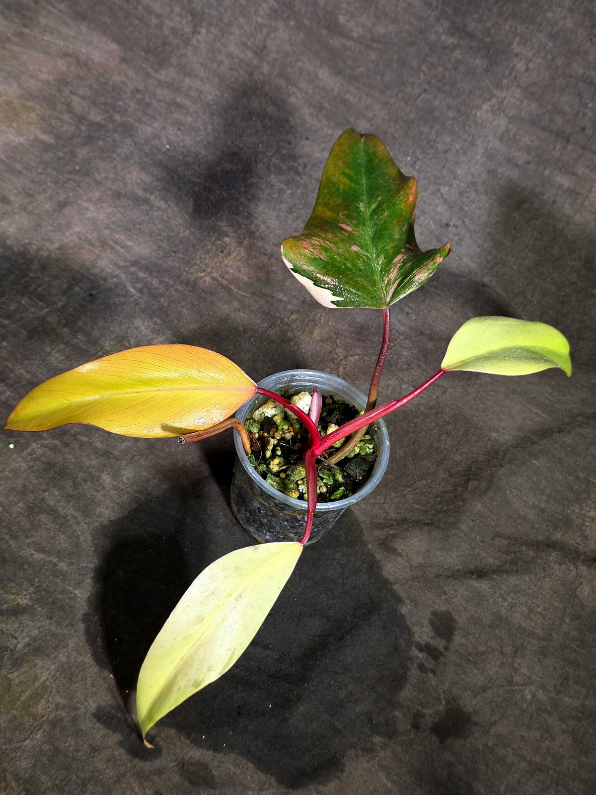 Rare Philodendron Strawberry Shake Variegated (Sep-18-34)