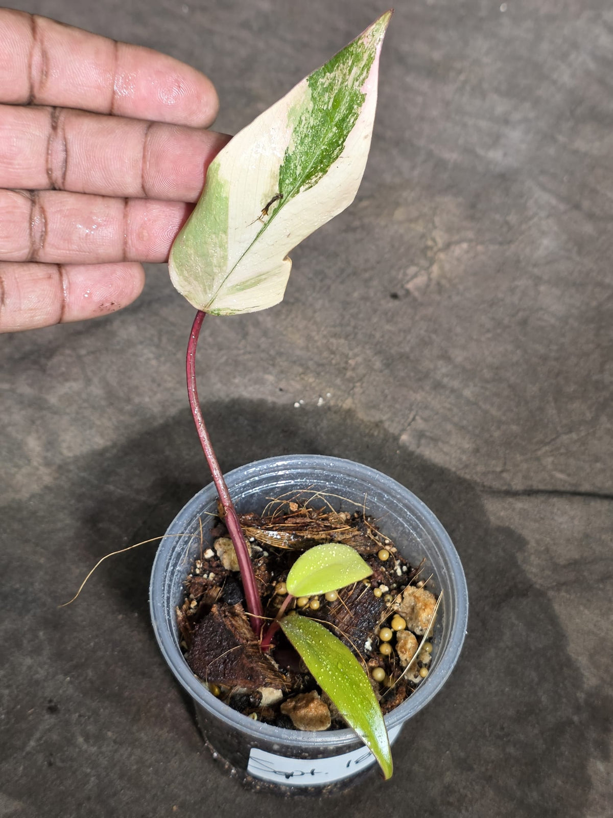 Philodendron Strawberry Shake Variegated Exact Plant - (Sep-18-37)