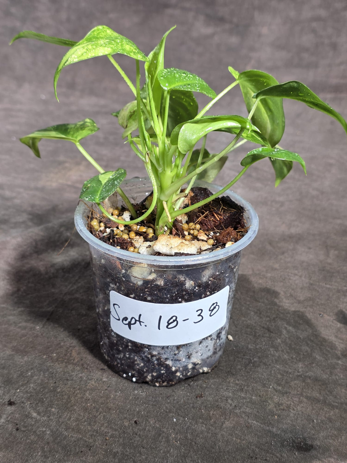 Variegated Burle Marx Philodendron Exact Plant - (Sep-18-38)