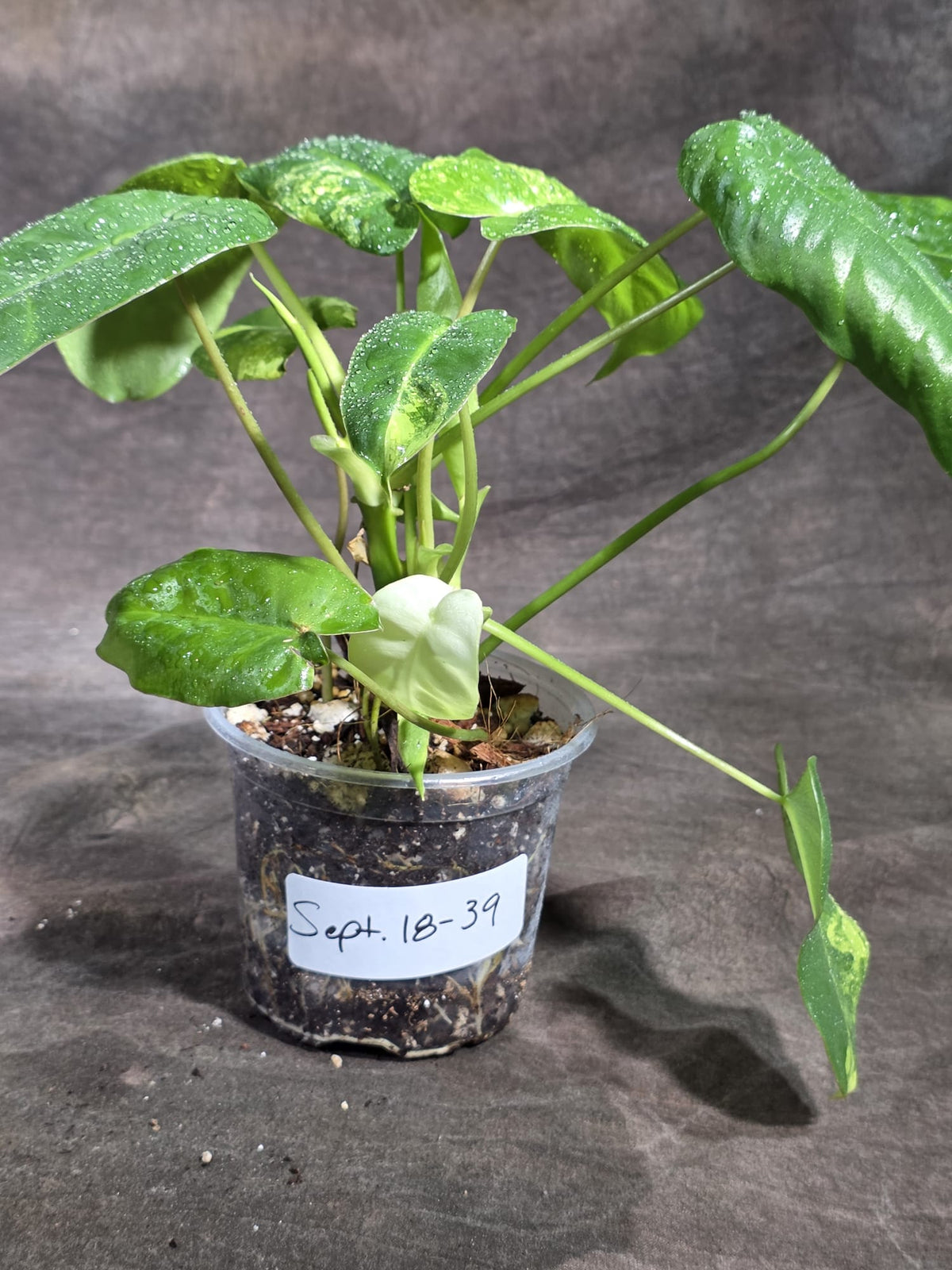 Variegated Burle Marx Philodendron Exact Plant - (Sep-18-39)