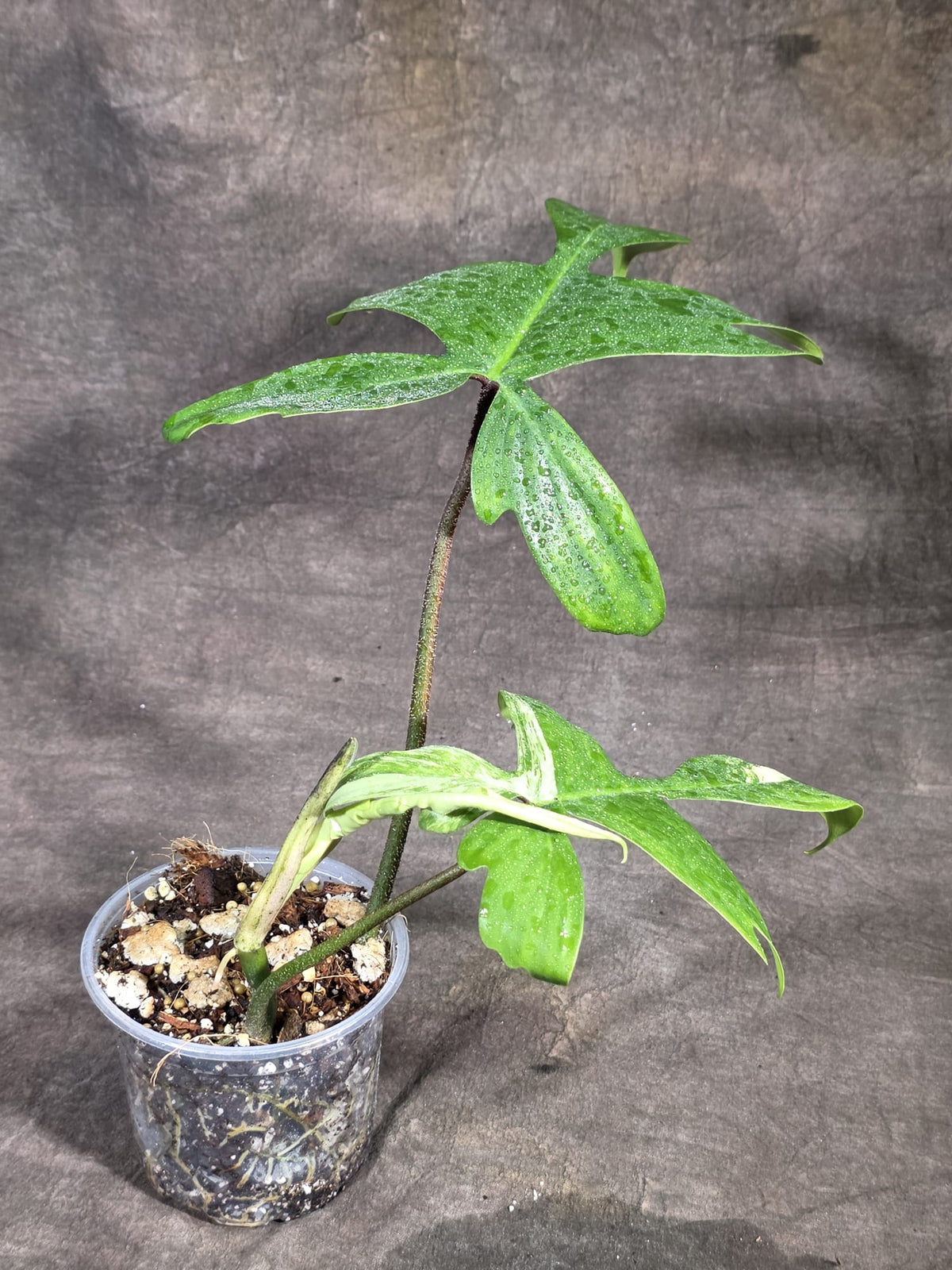 Variegated Philodendron Florida Beauty Live Plant (Sep-18-40)