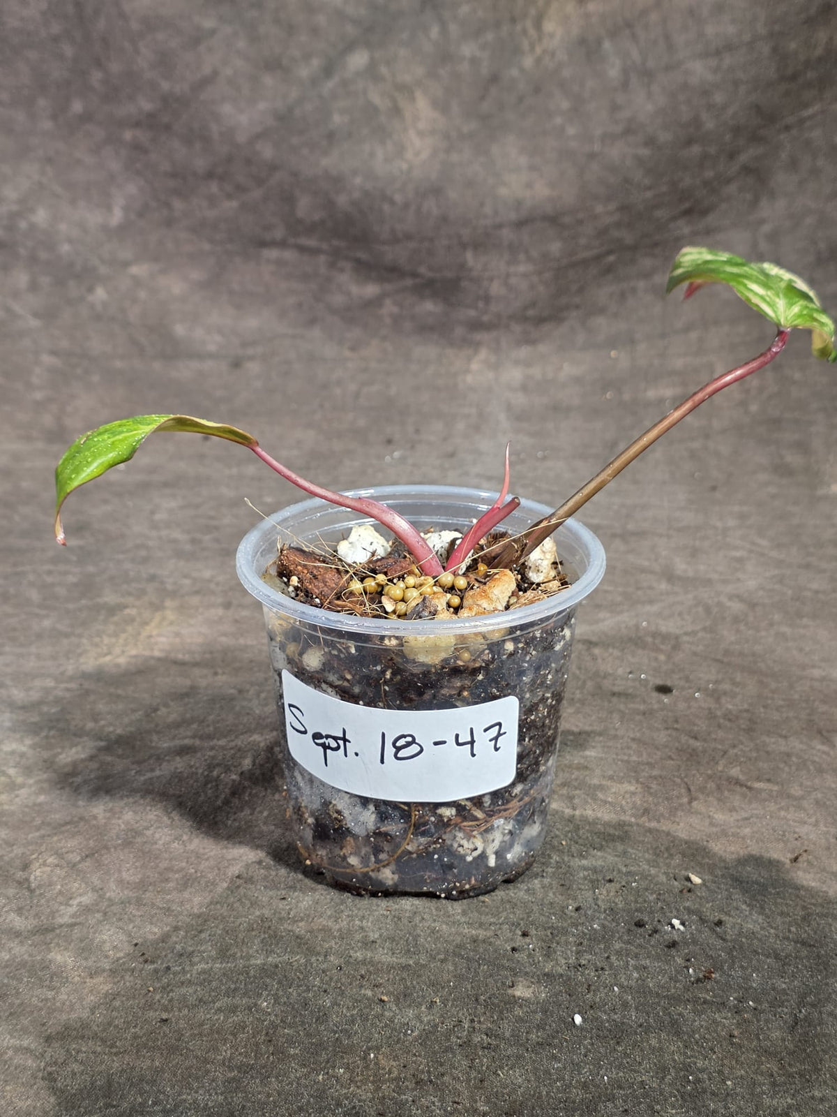 Philodendron Strawberry Shake Variegated Exact Plant - (Sep-18-47)