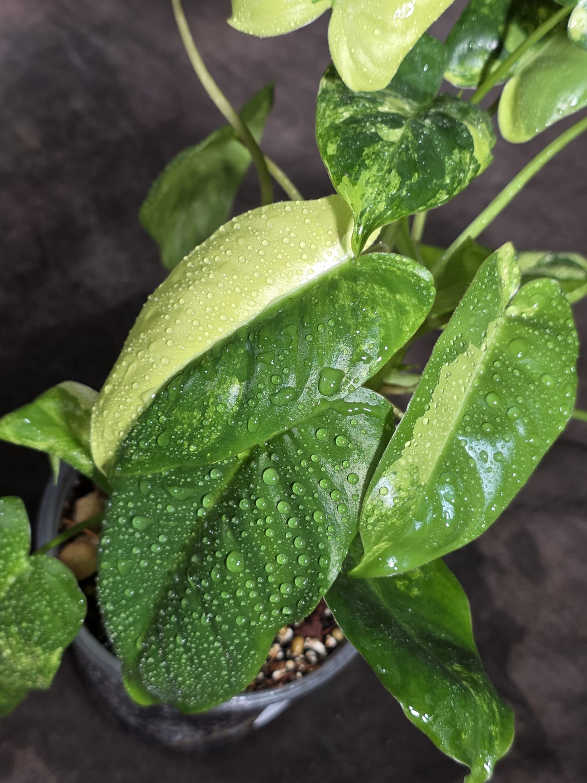 Variegated Burle Marx Philodendron Exact Plant - (Sep-18-44)