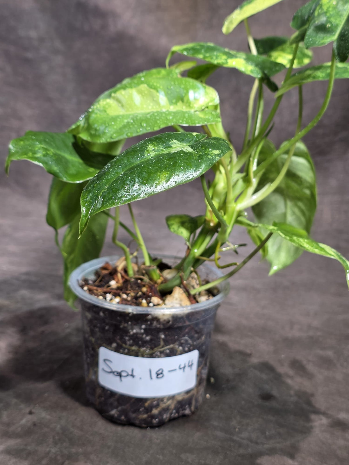 Variegated Burle Marx Philodendron Exact Plant - (Sep-18-44)