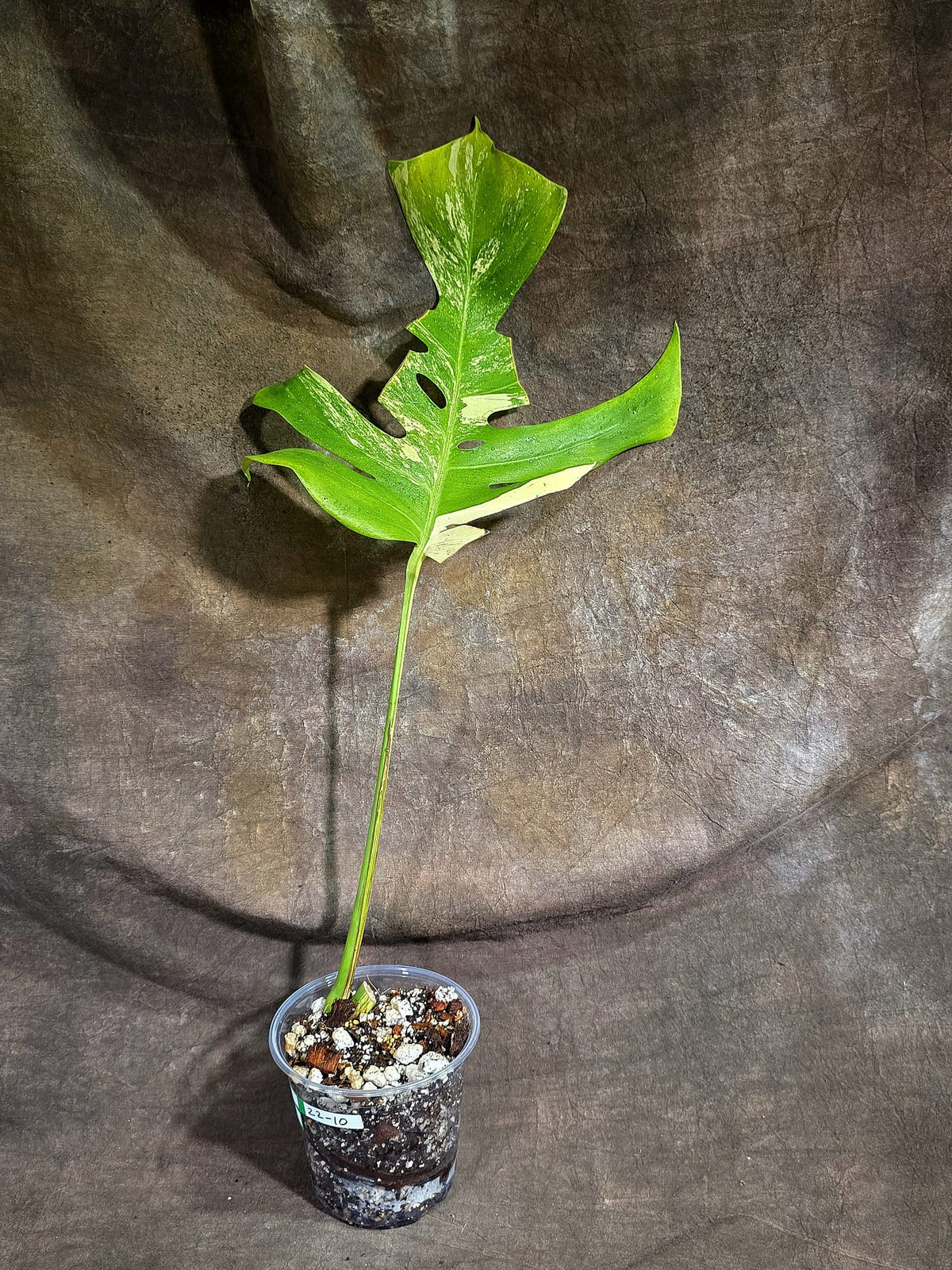 Monstera Borsigiana Aurea Variegated Plant - (Sep-22-10)