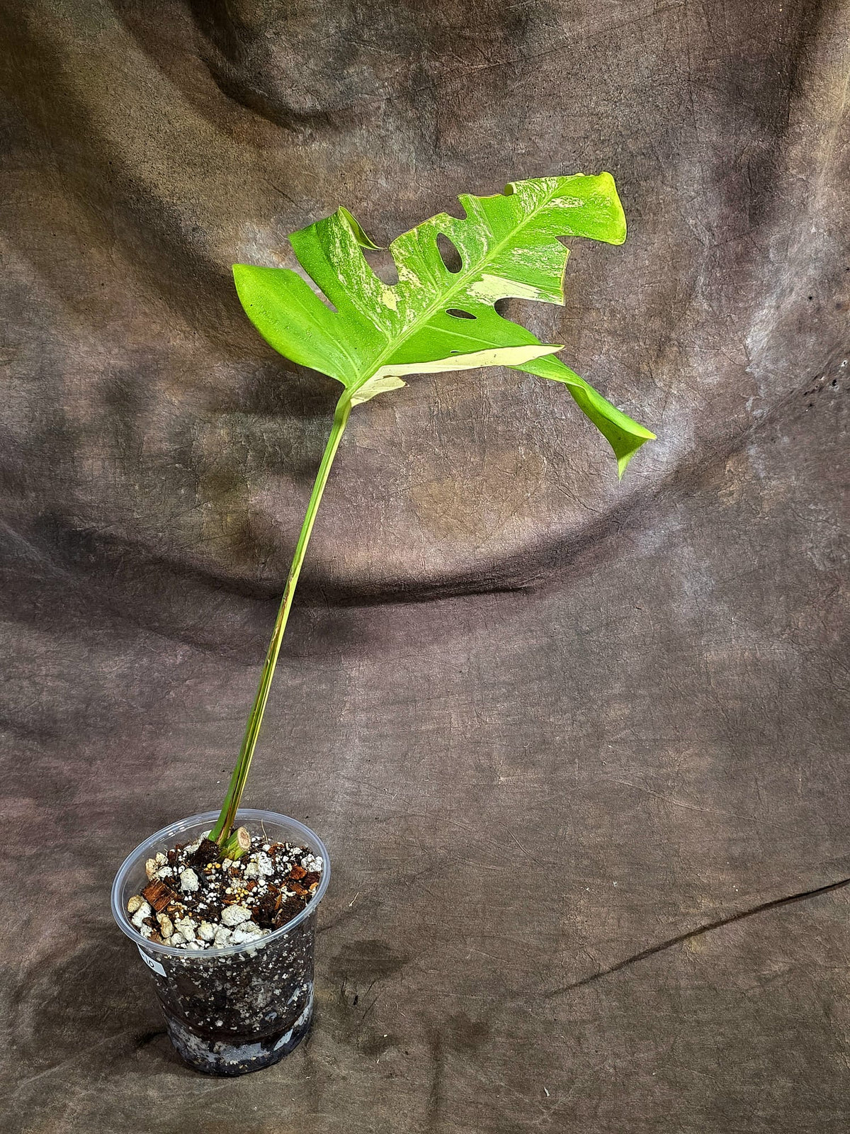 Monstera Borsigiana Aurea Variegated Plant - (Sep-22-10)