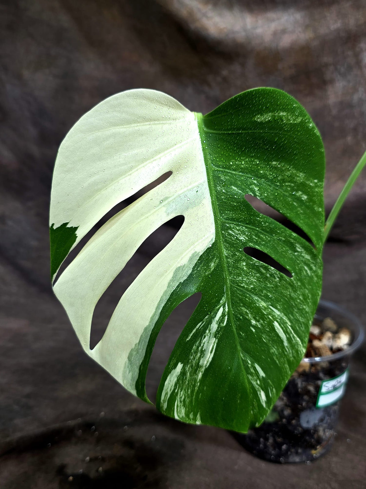 Monstera Albo Halfmoon Variegated - White Albo Borsigiana - (Sep-22-11)