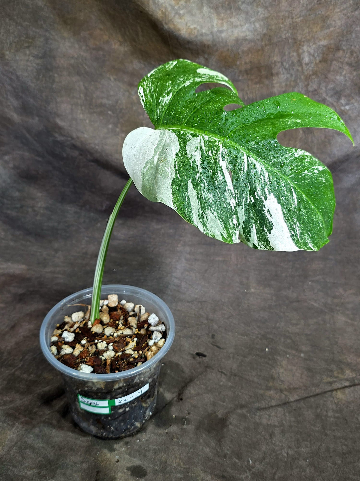 Variegated Monstera Albo - White Albo Borsigiana - (Sep-22-14)