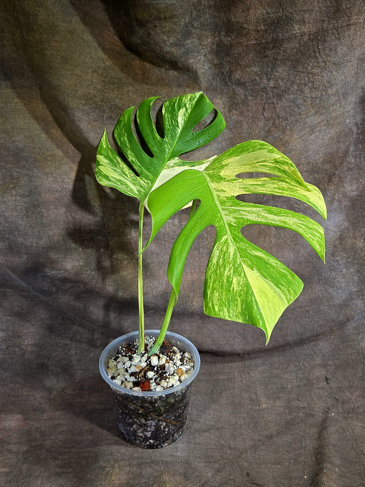 Monstera Borsigiana Aurea Variegated Exact Plant - (Sep-22-16)