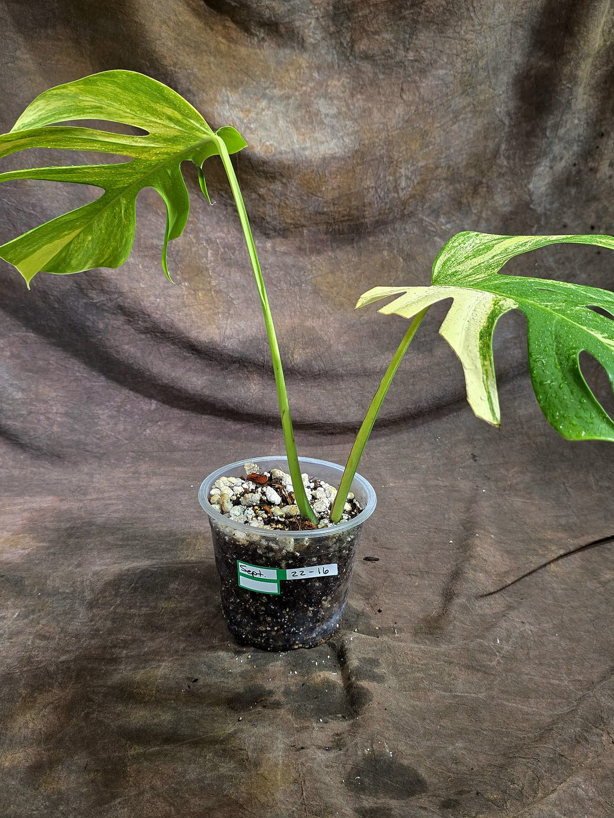 Monstera Borsigiana Aurea Variegated Exact Plant - (Sep-22-16)